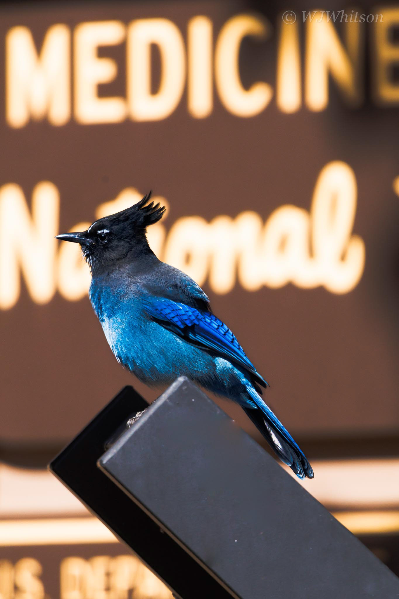 Stellar's Jay