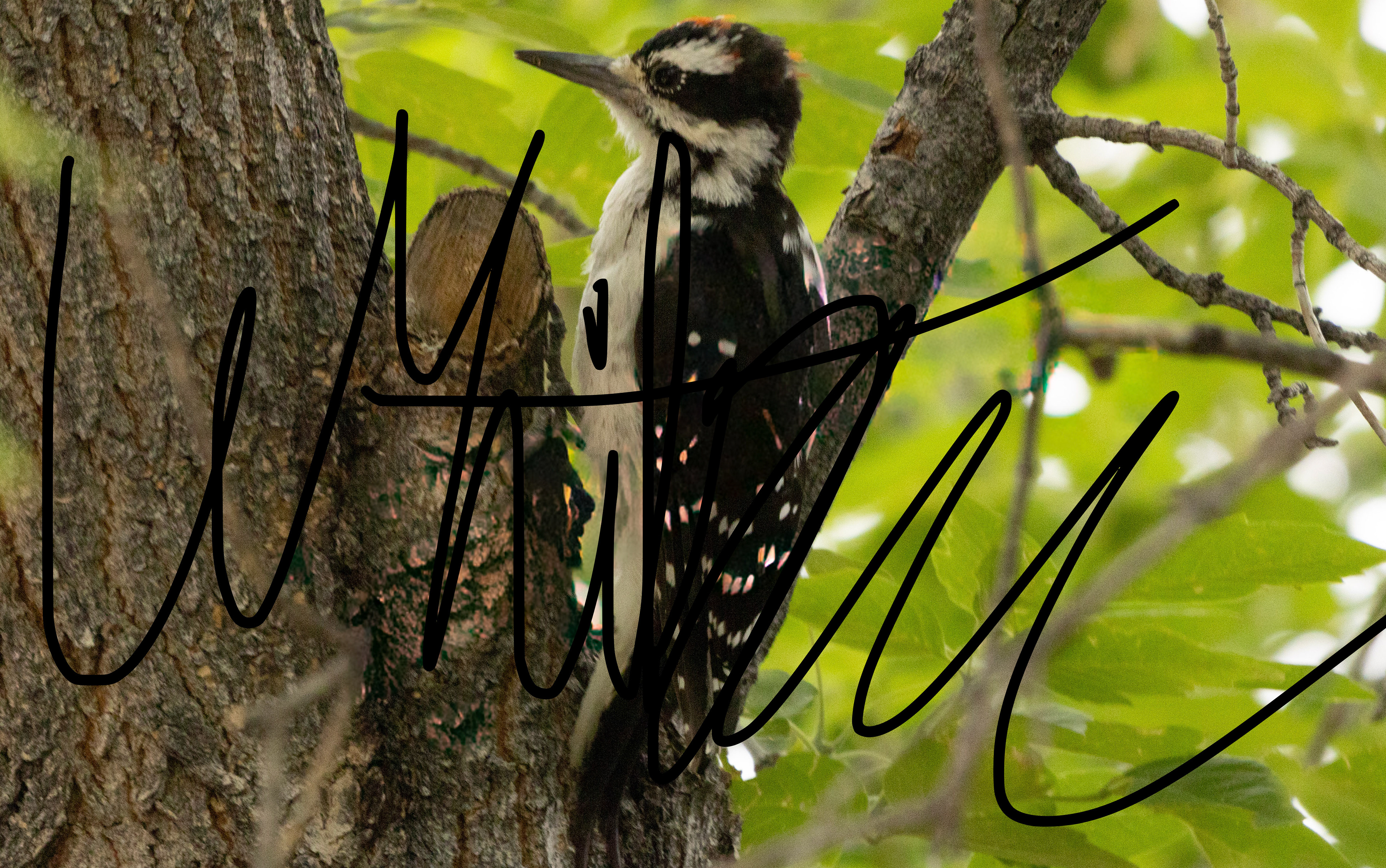 Downy Woodpecker