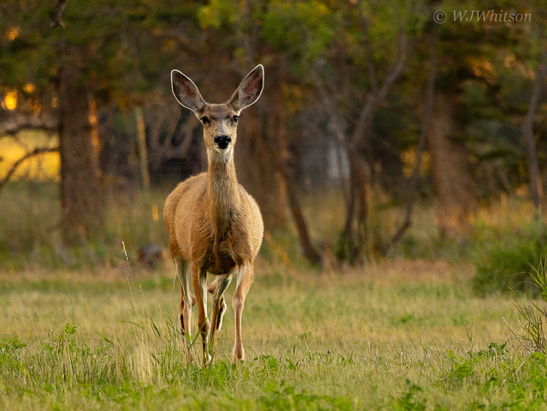Deer at Dusk