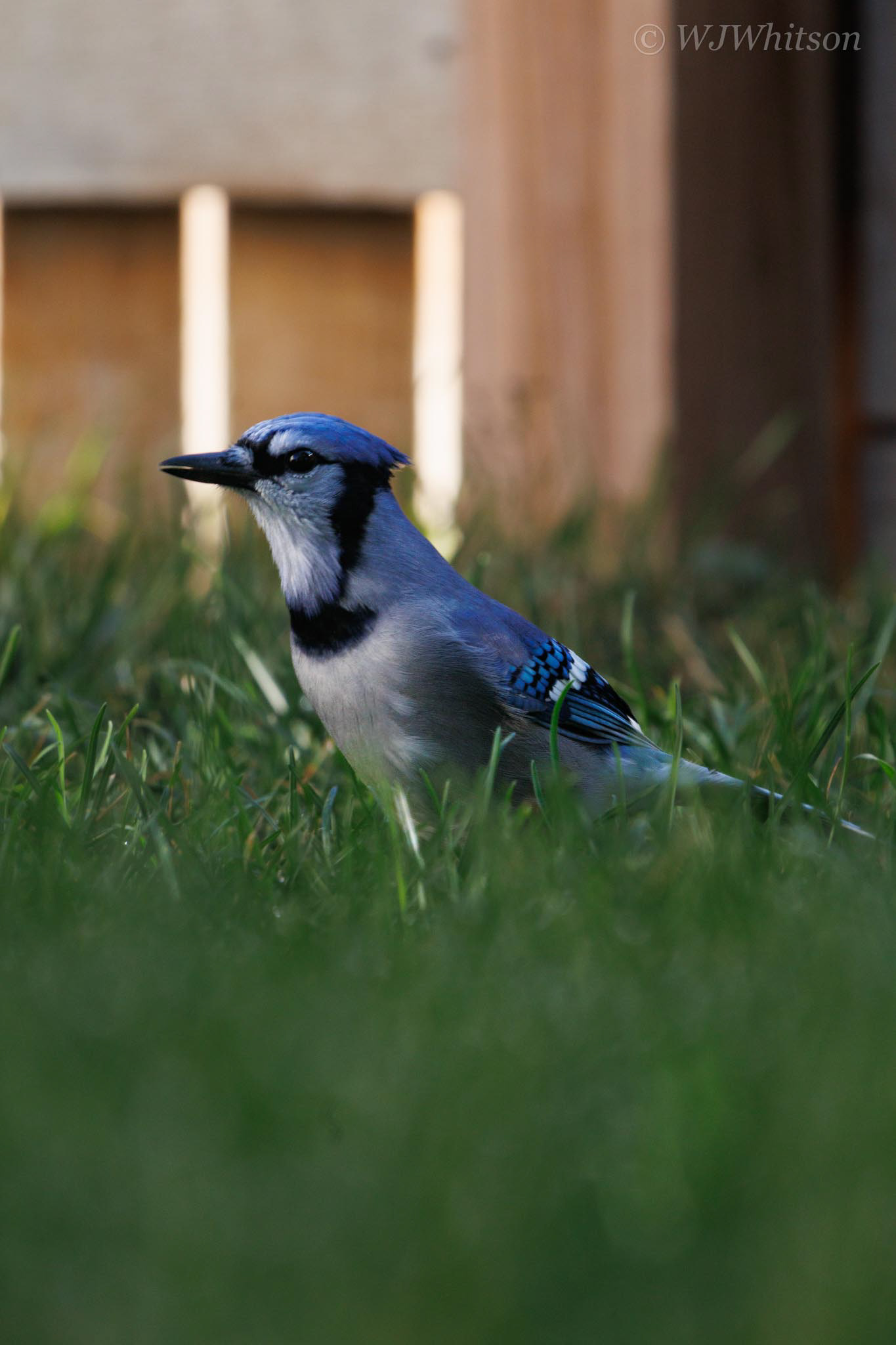 Blue Jay 1