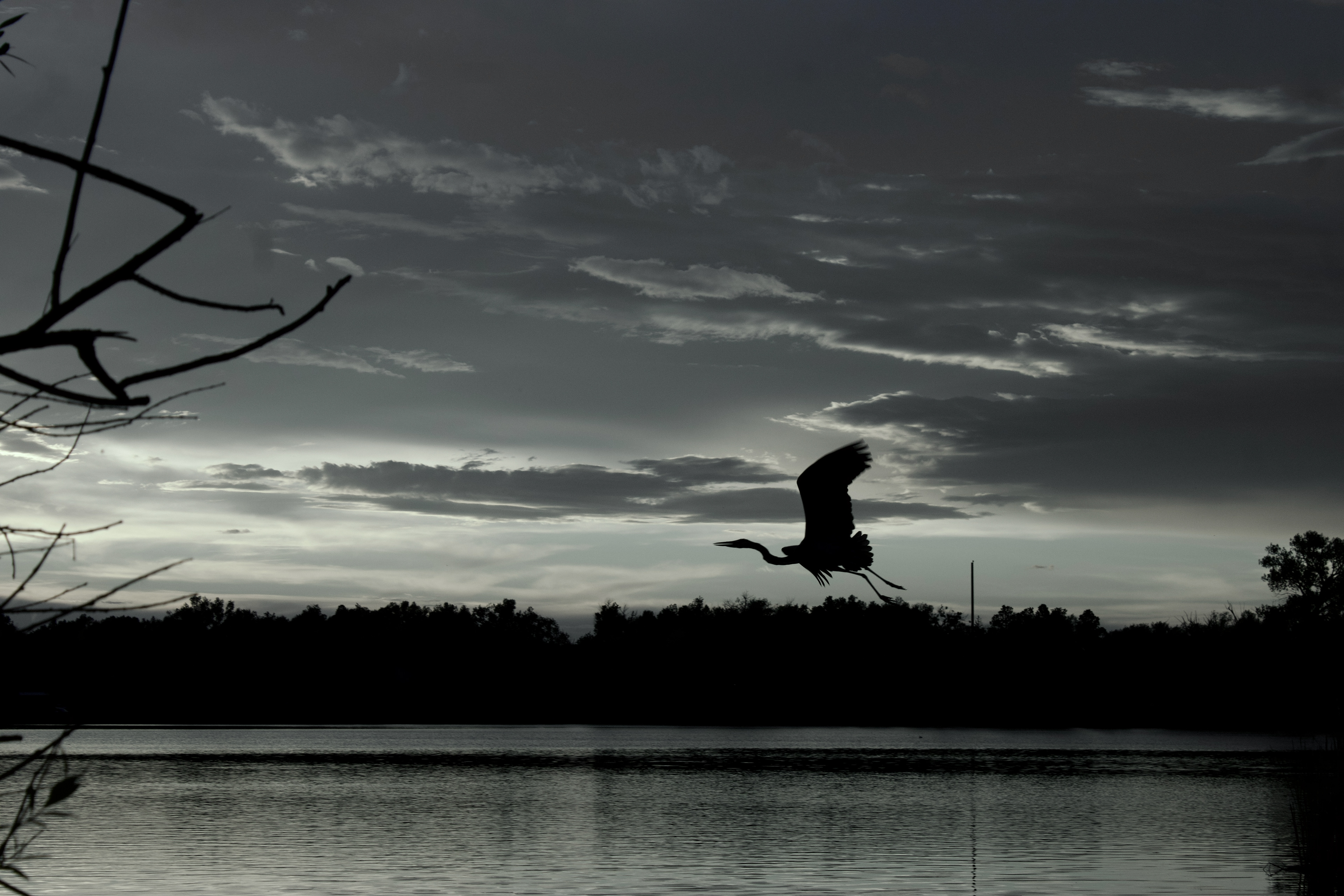 Heron