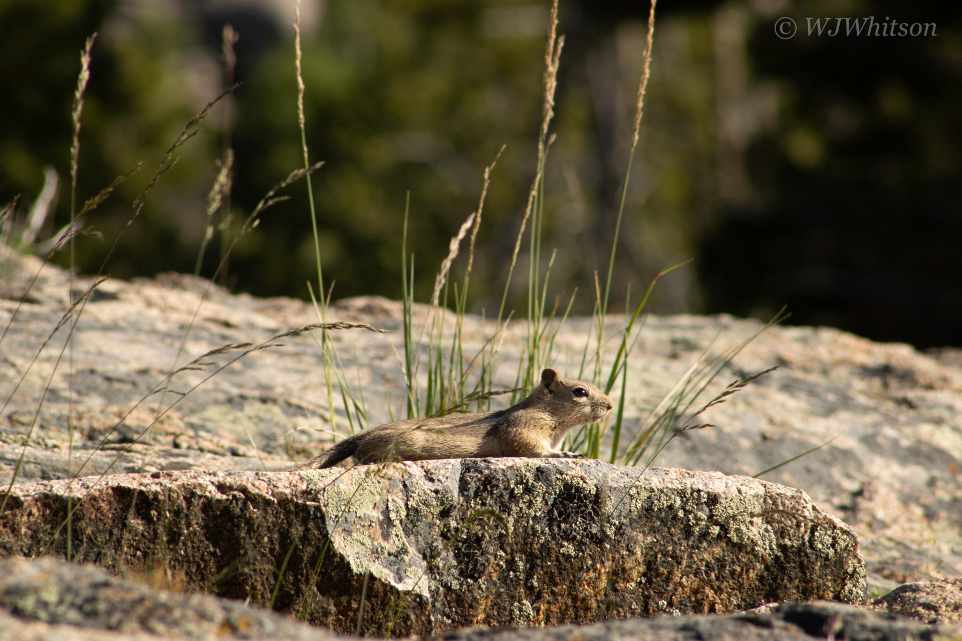 Perched on Granite