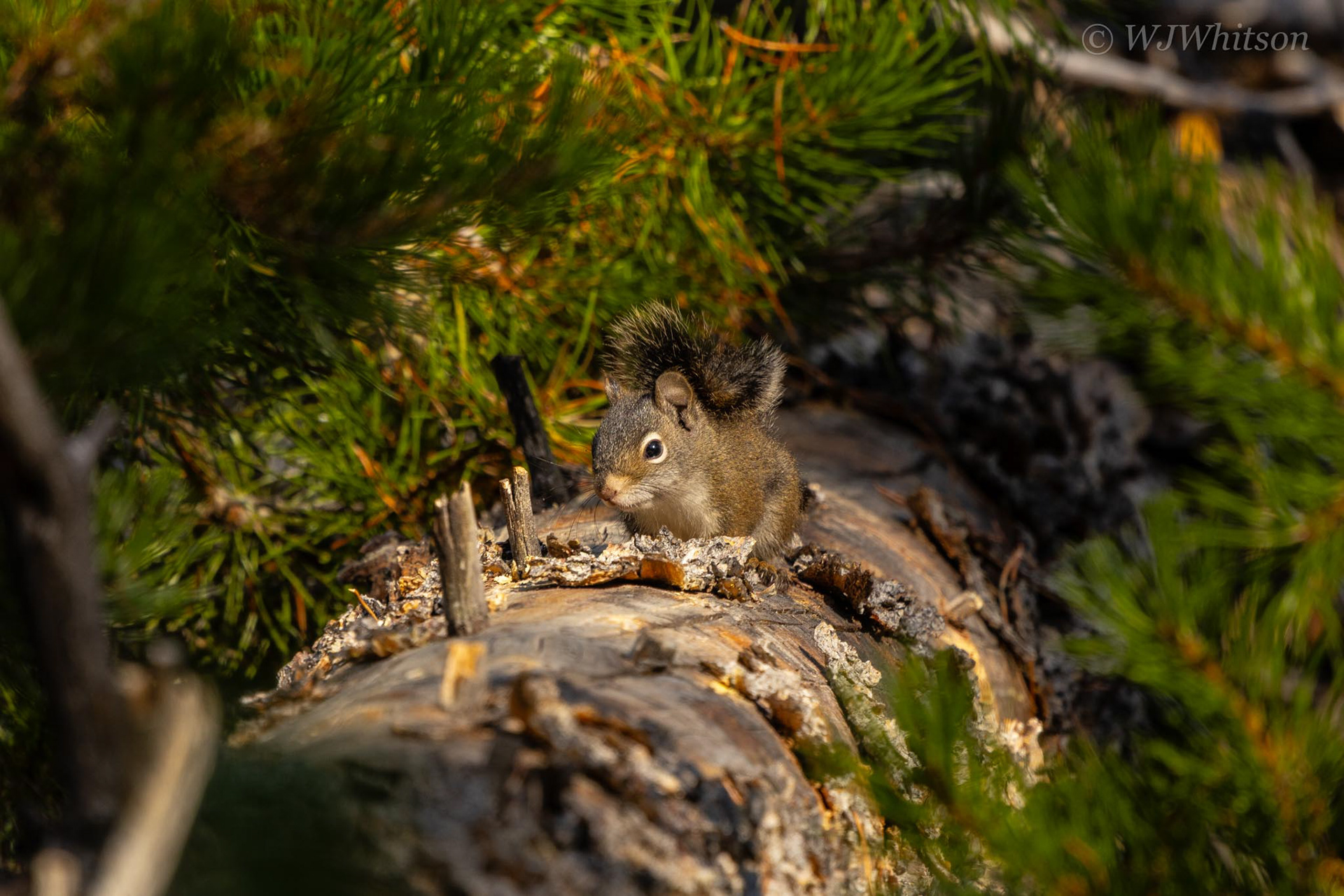 Pine Squirrel 1