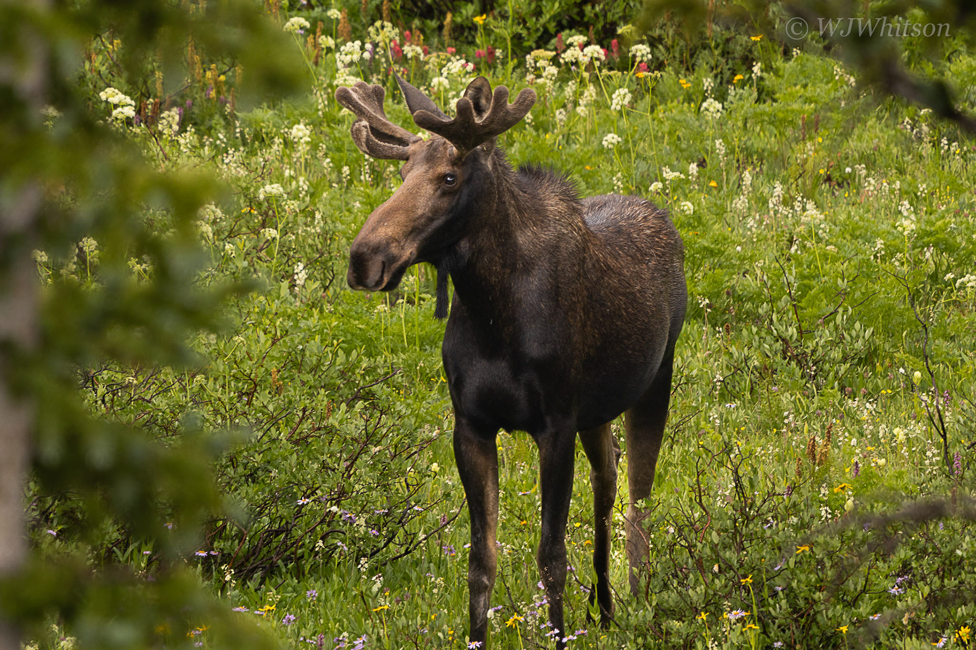 Young Shiras Bull Moose 