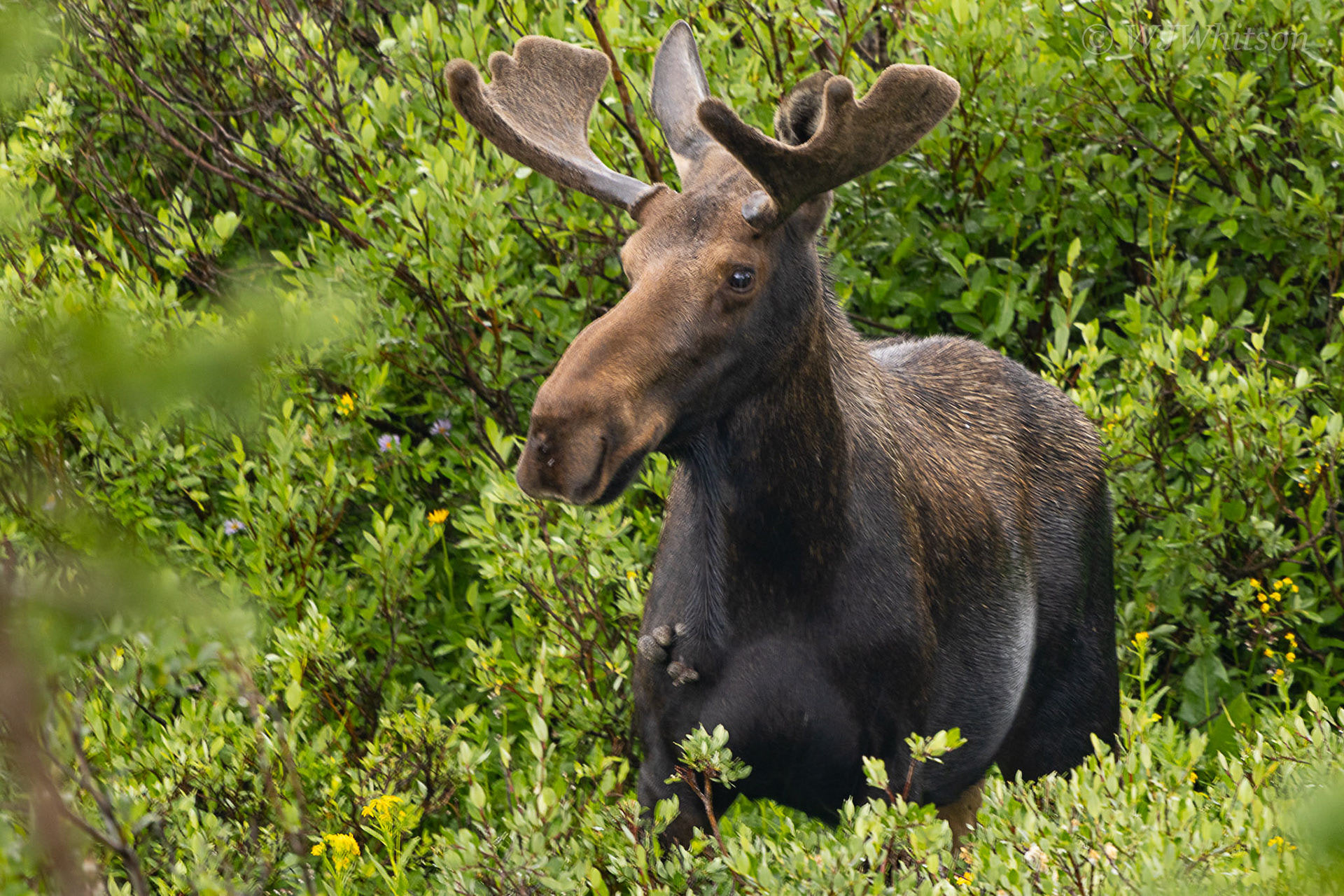 Young Shiras Bull Moose 3