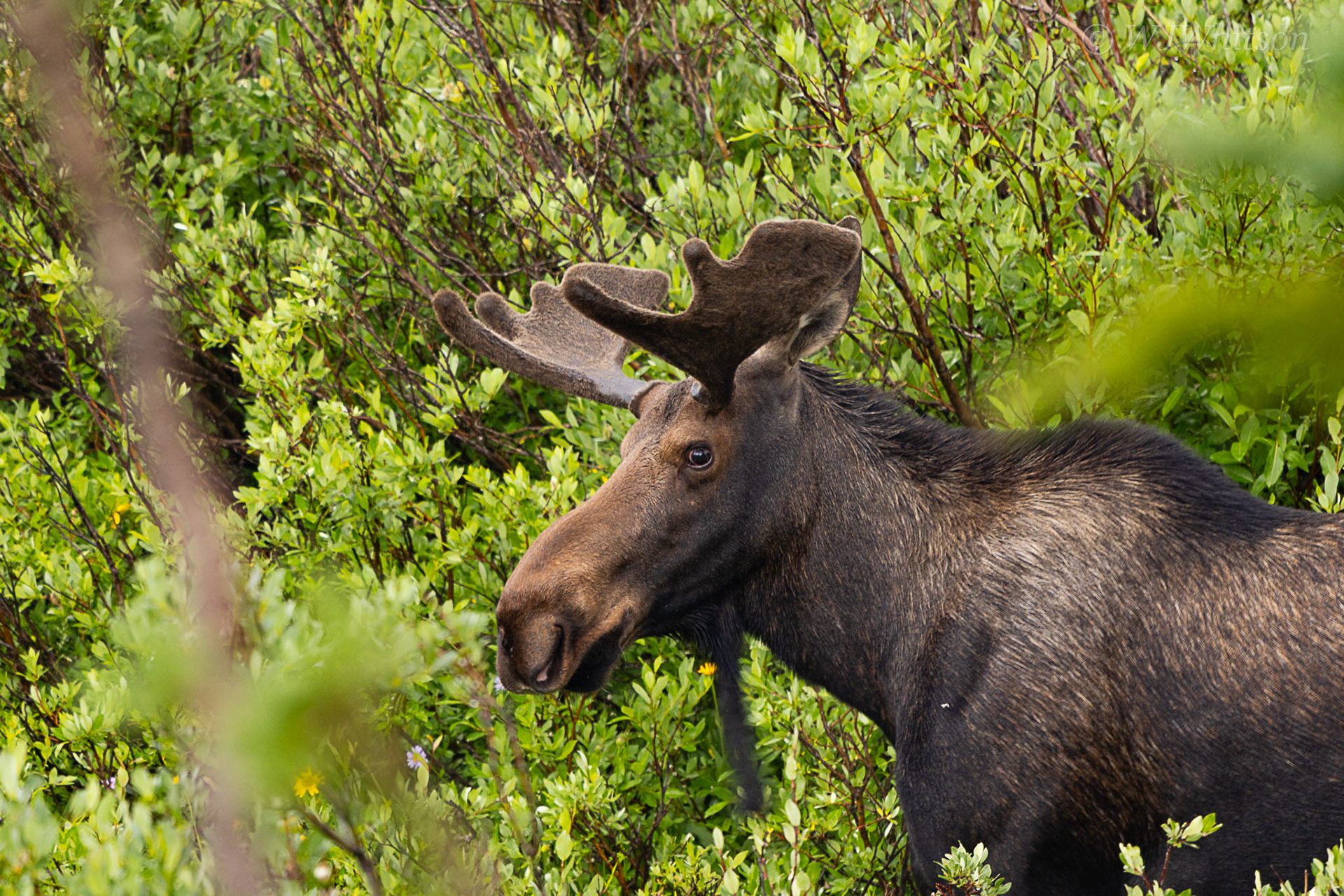 Young Shiras Bull Moose 