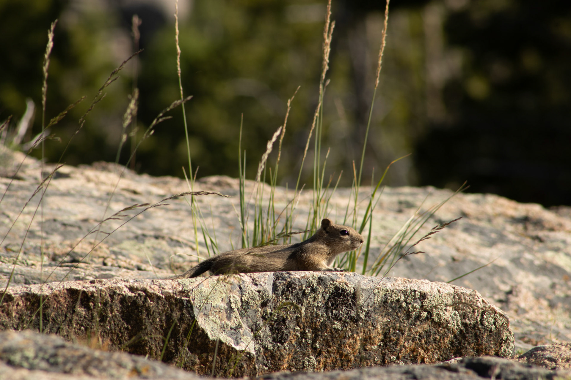 Perched on granite