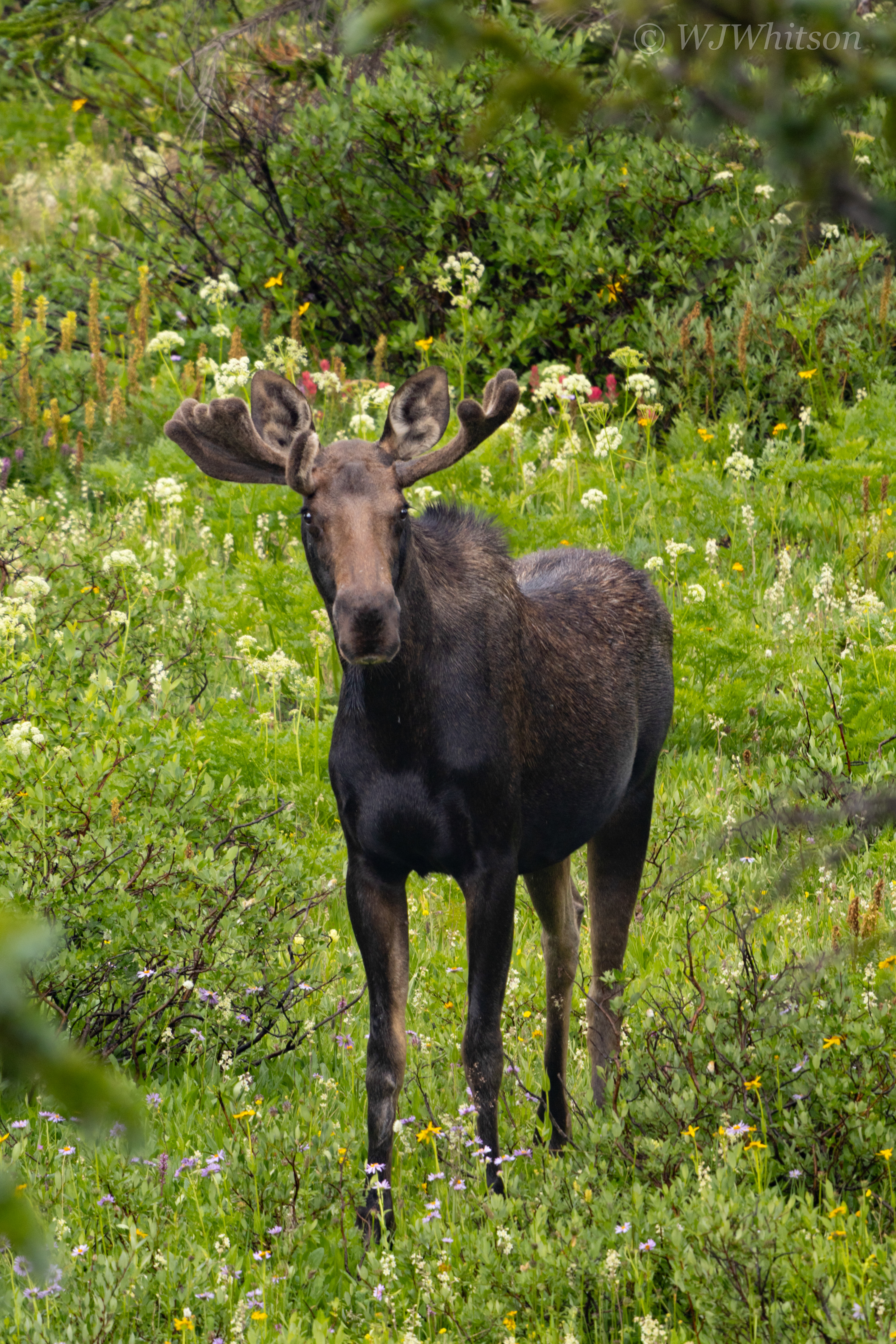 Young Shiras Bull Moose 4