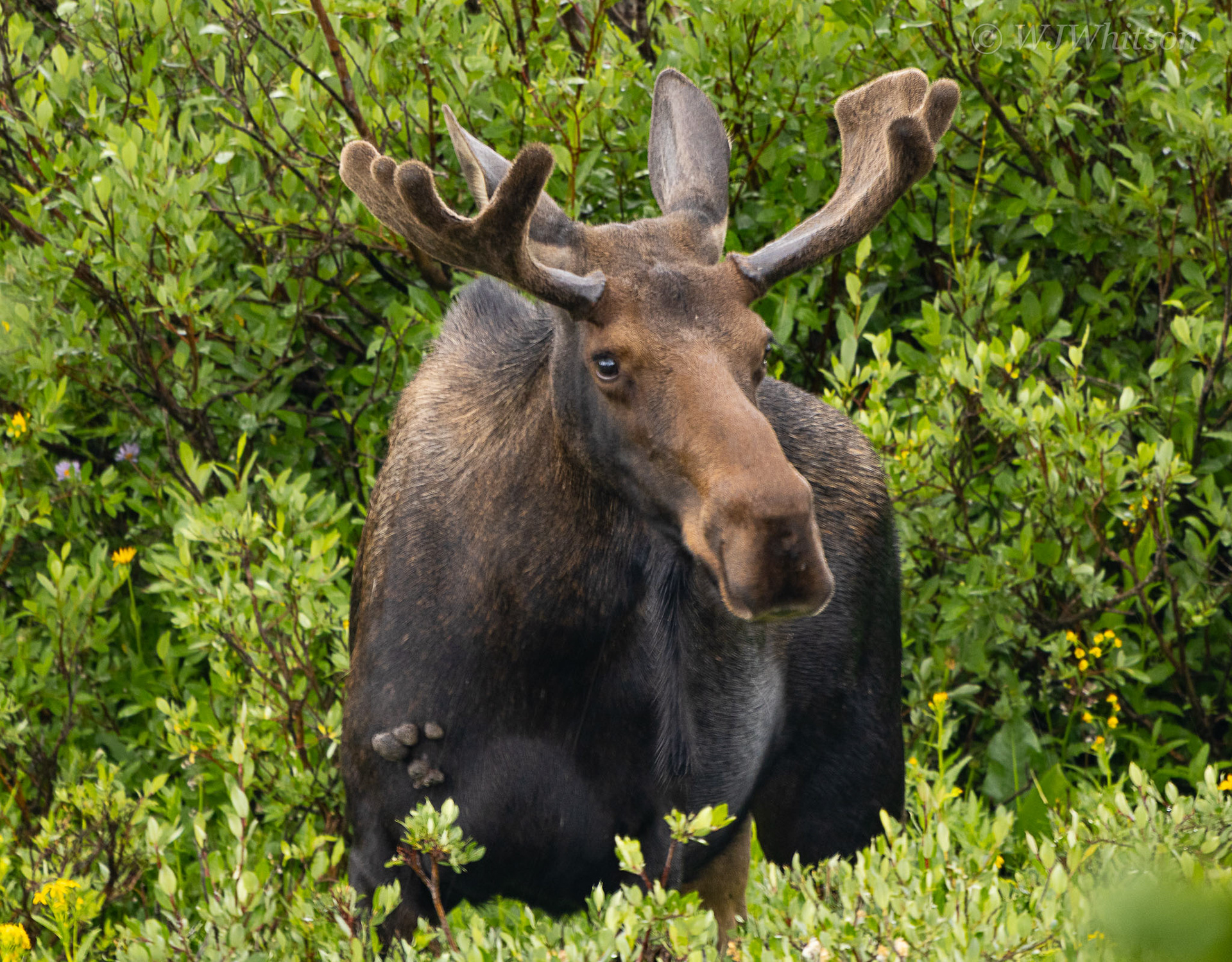 Young Shiras Bull Moose 