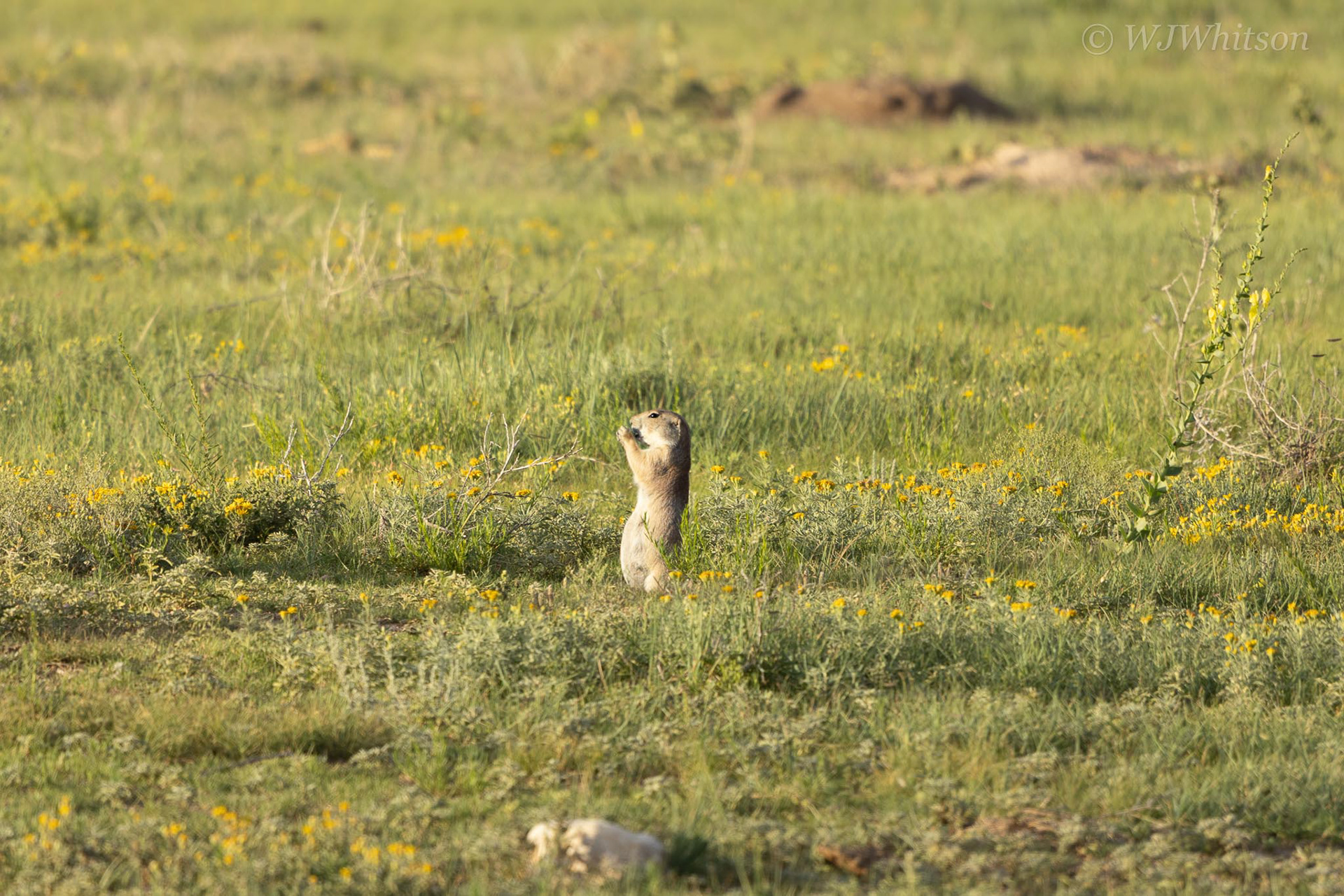 Prairie Dog