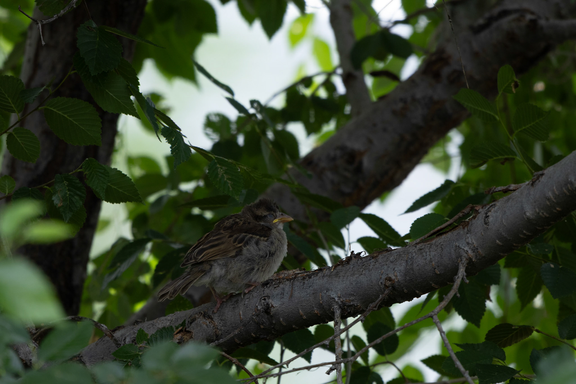 House wren, sleeping