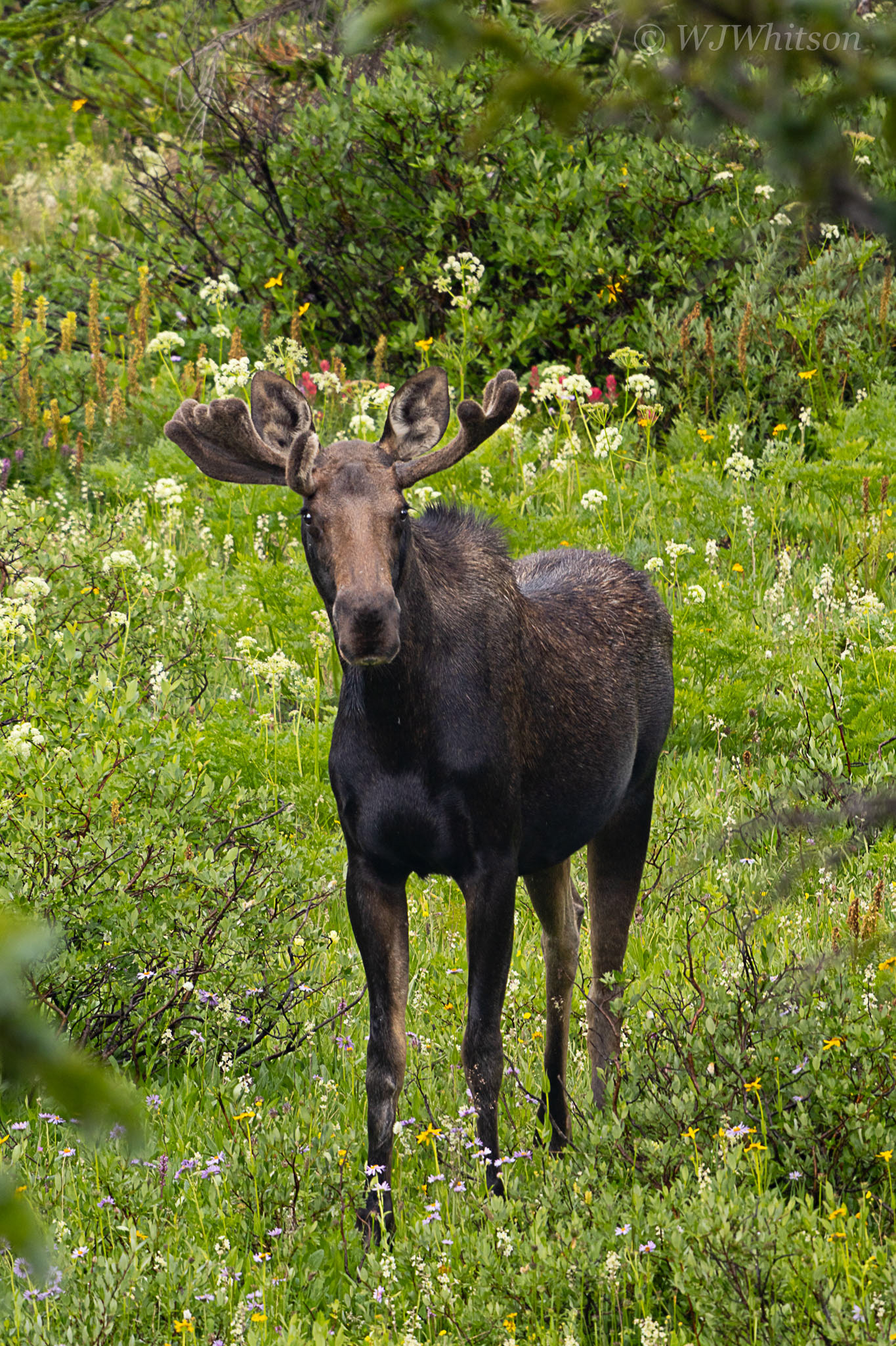 Young Shiras Bull Moose 