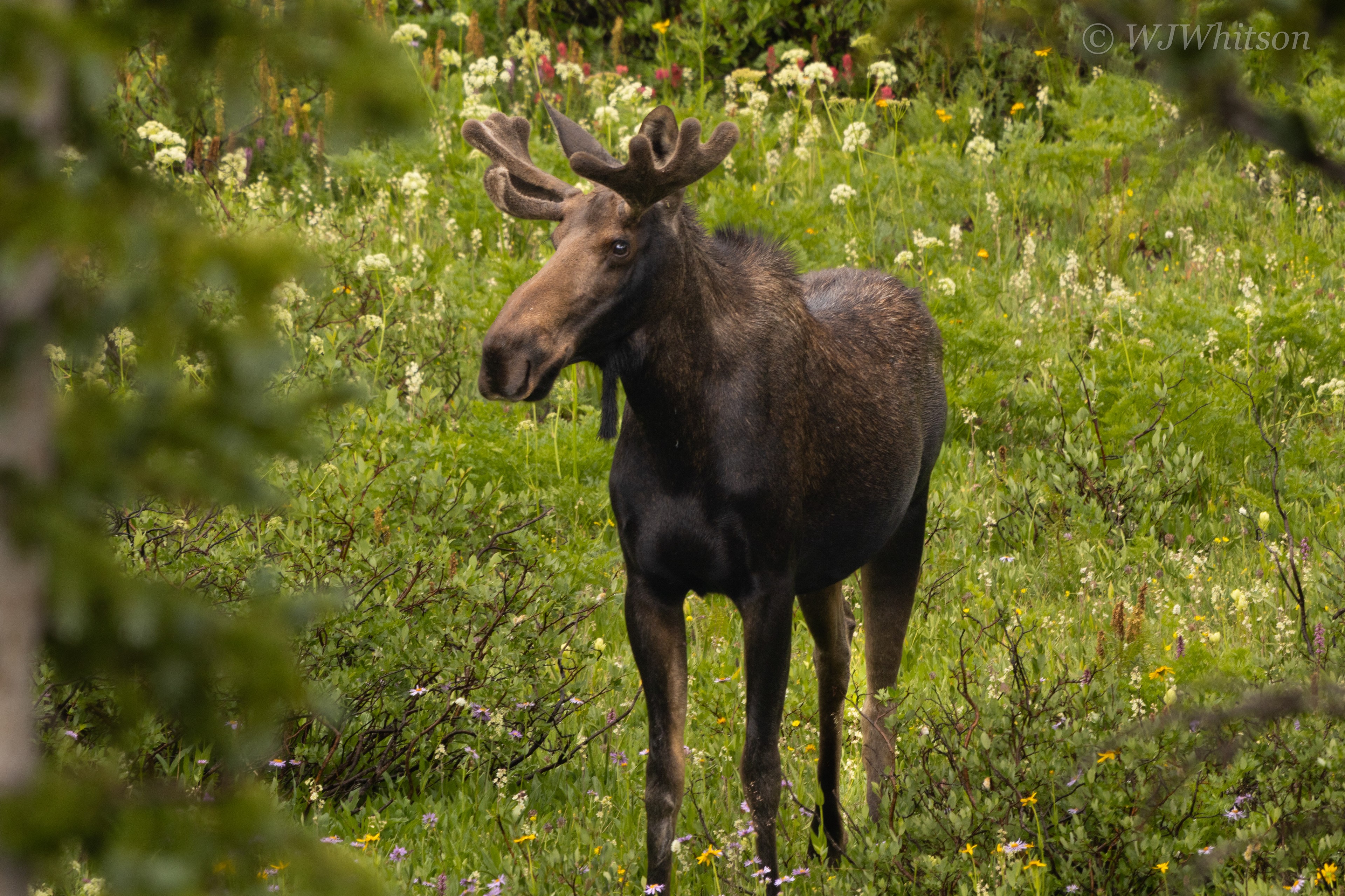 Young Shiras Bull Moose 1