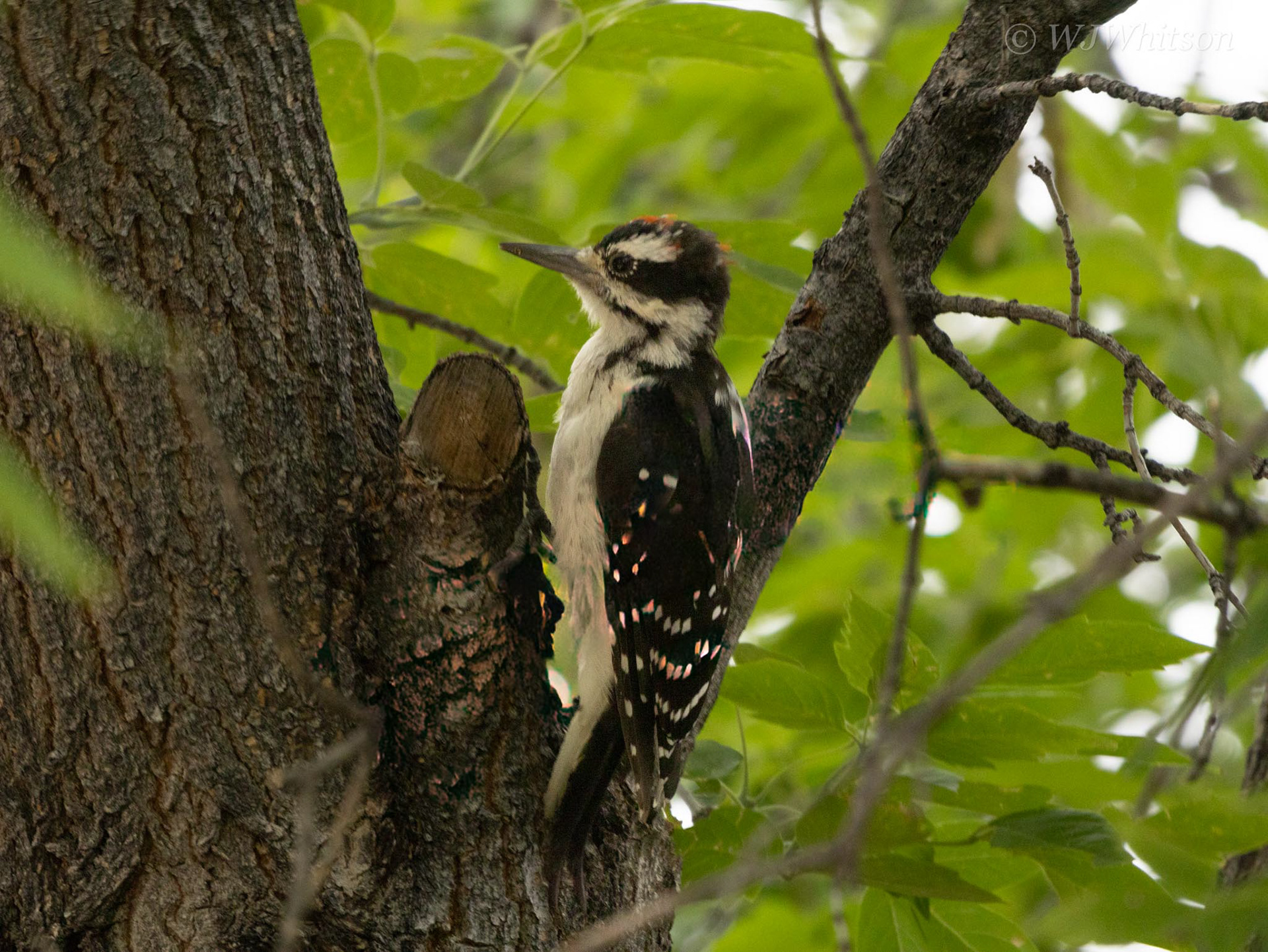 Downy Woodpecker