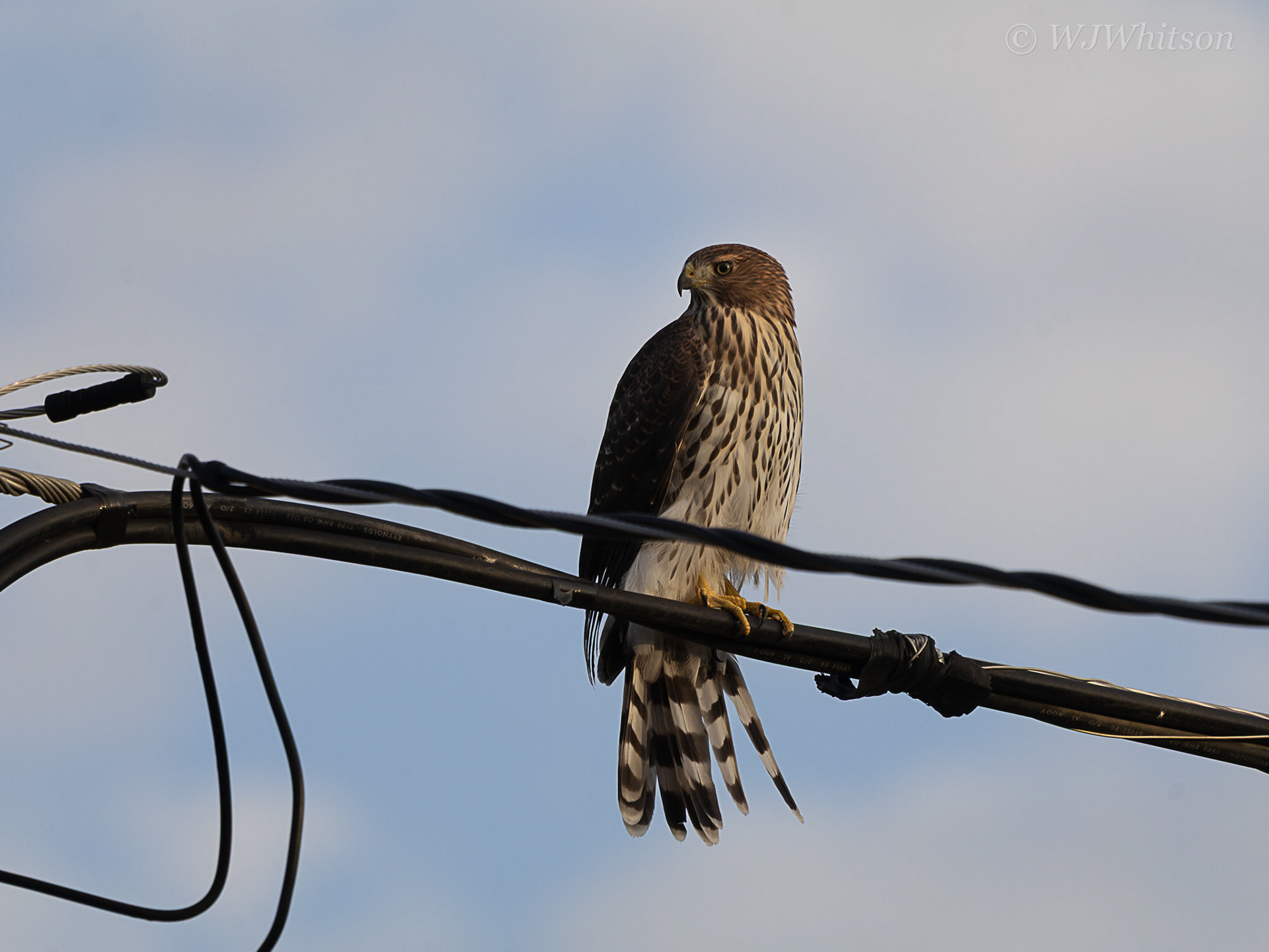 Cooper's Hawk 1