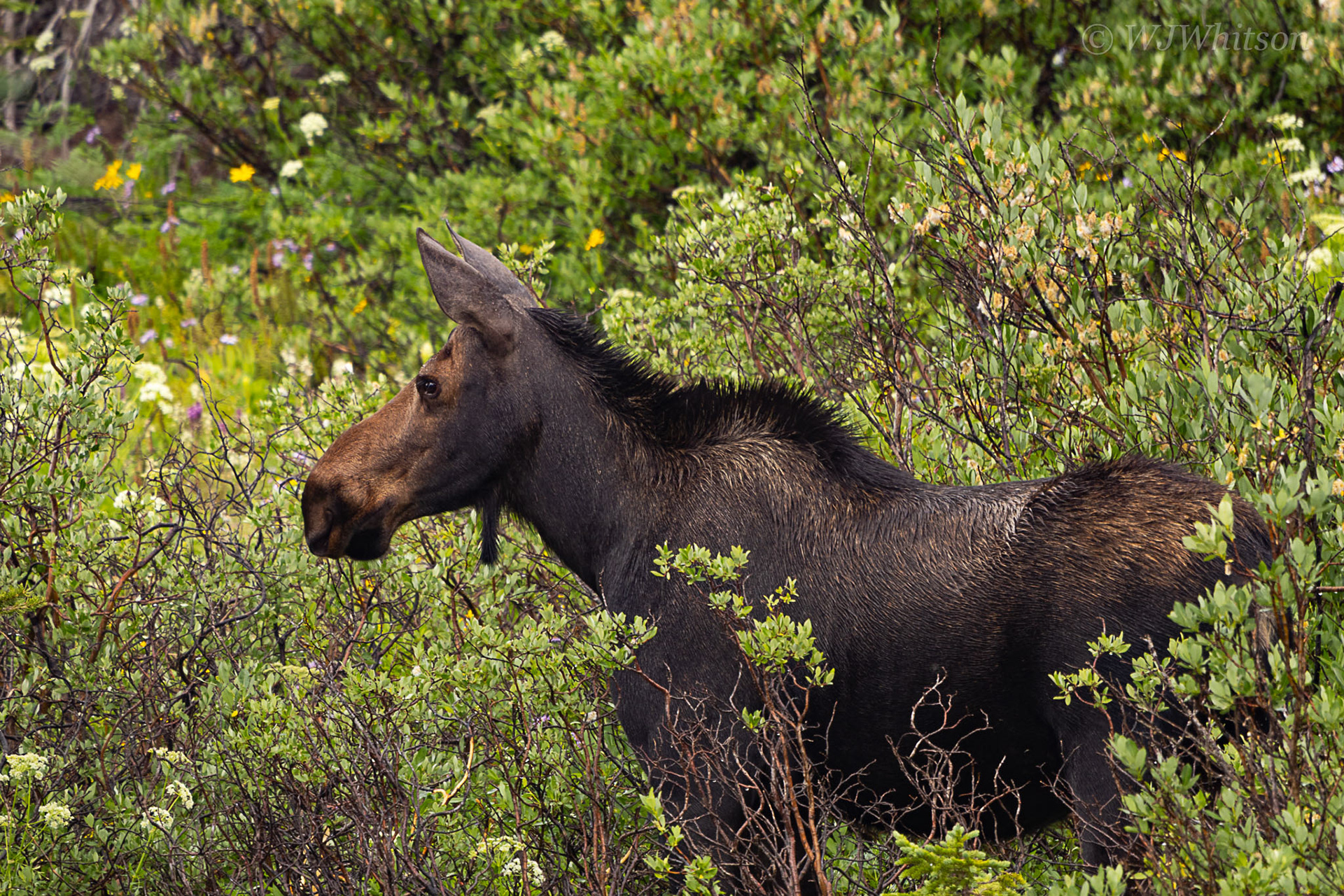 Shiras Moose 