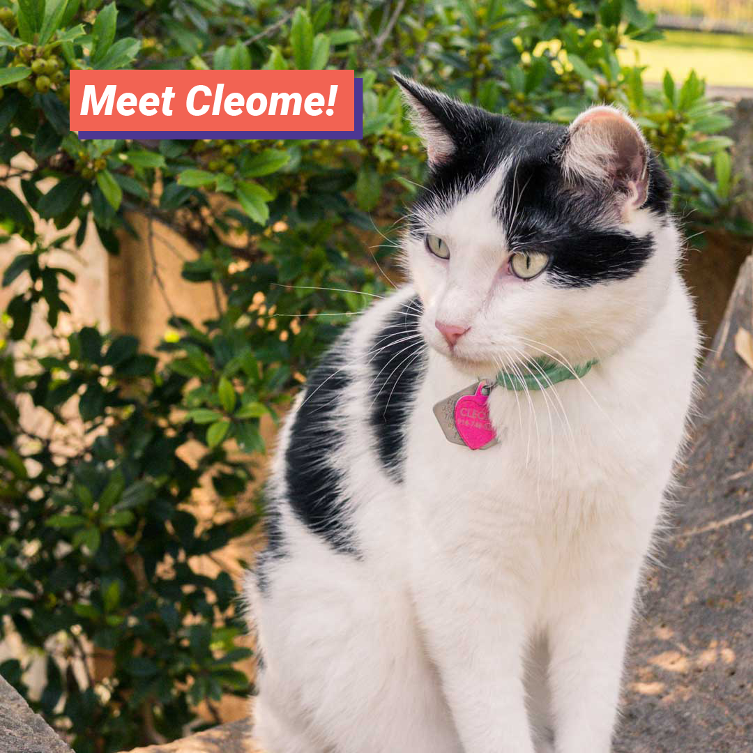 Today we’re introducing you to Cleome! Cleome was dropped on our doorstep as a kitten and we’ve taken care of her ever since. She loves basking in the sunlight or napping in the shade!