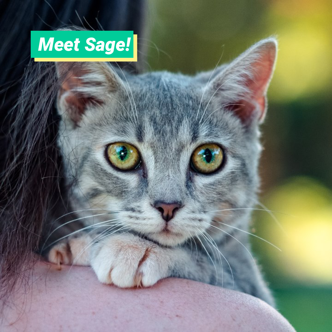 Meet the newest addition to the Philbrook feline team: Sage! She’s still learning the ropes, but we have no doubt that Sage will be a perfect addition to our garden cats. See if you can spot her the next time you visit our gardens!