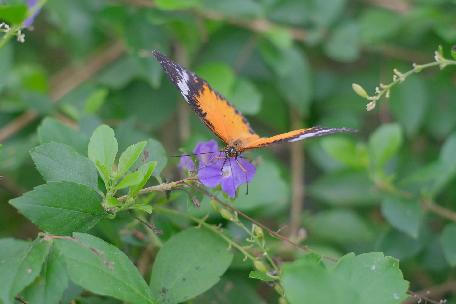 Common Lacewing