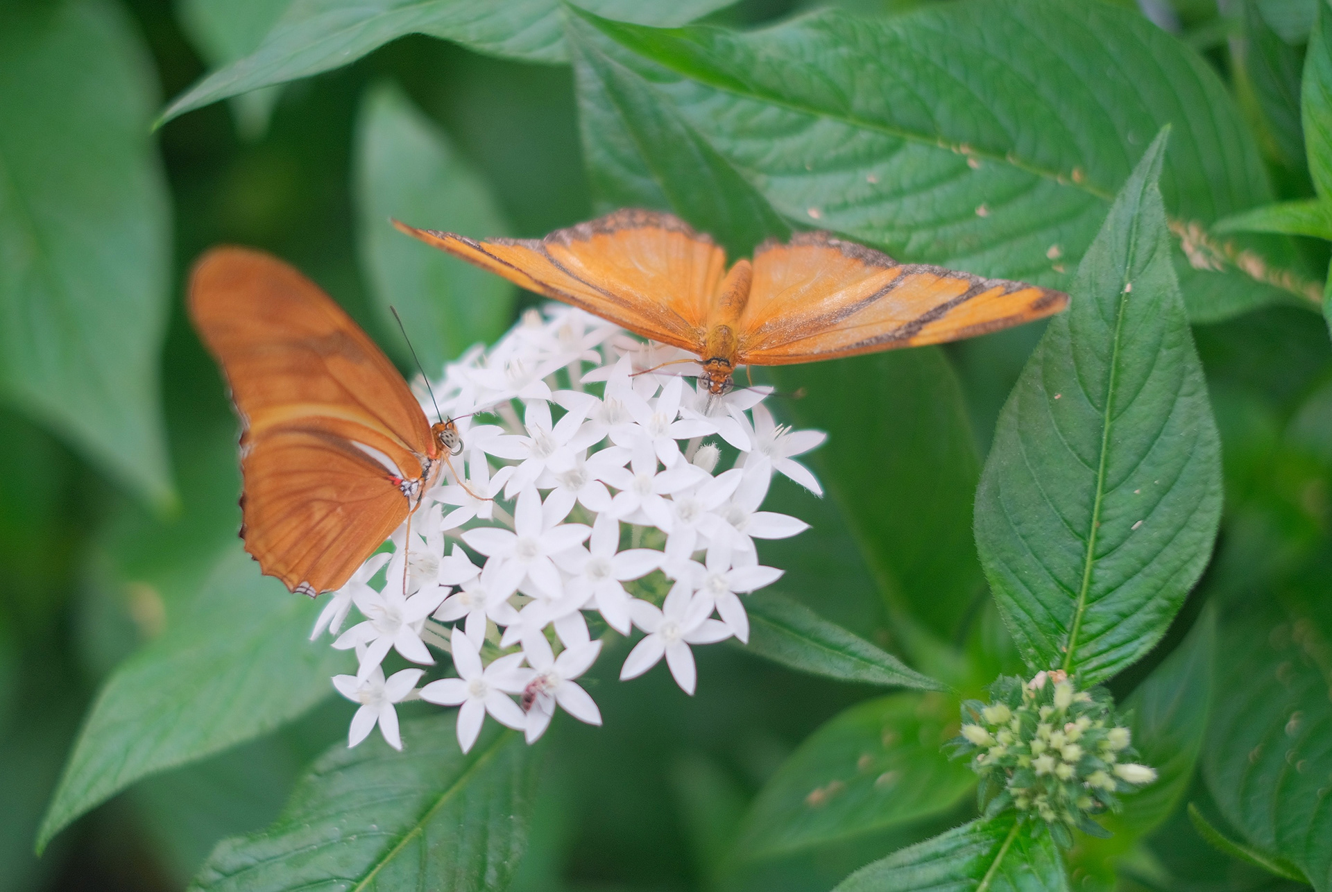 Julia Longwing