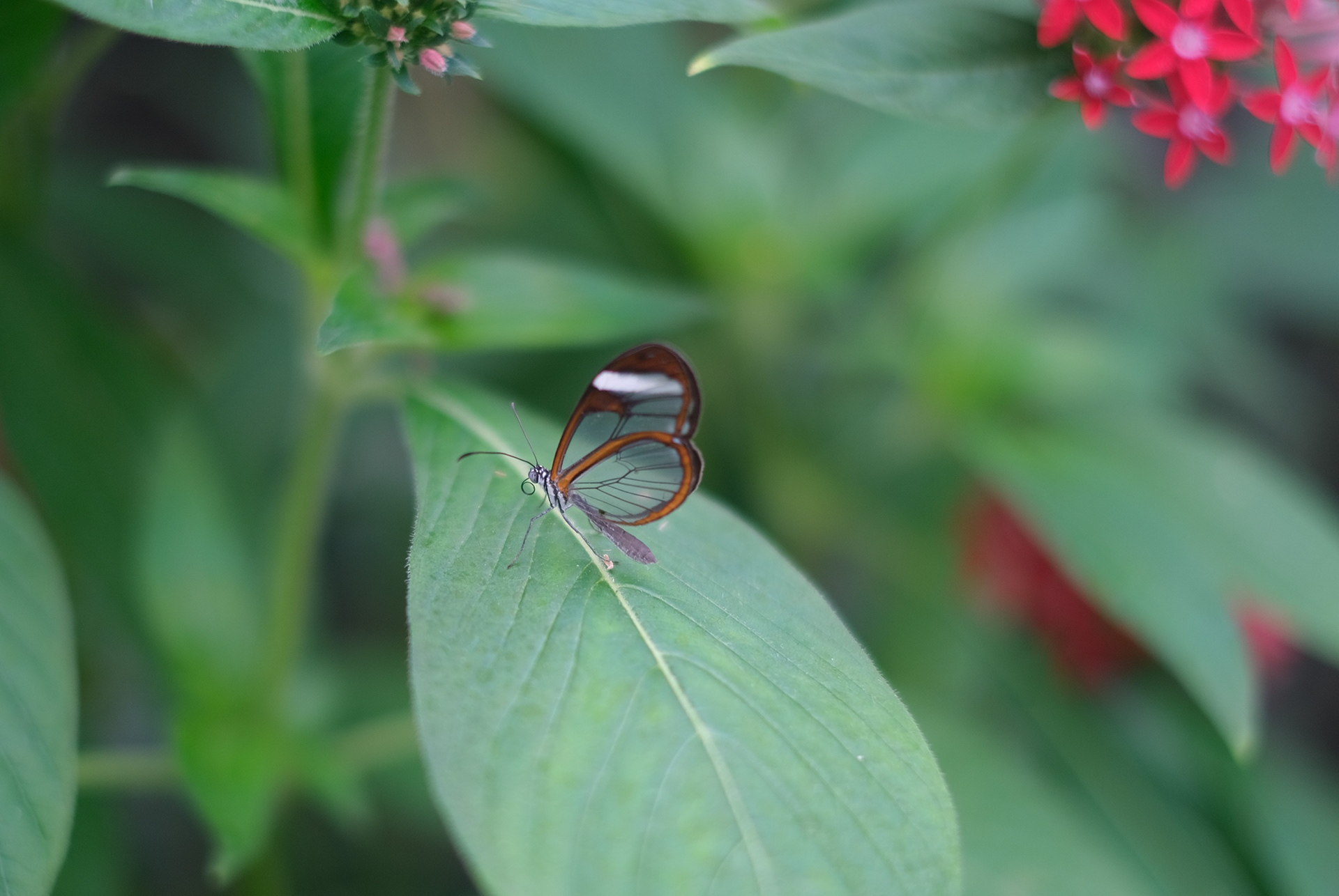 Costa Rica Clearwing