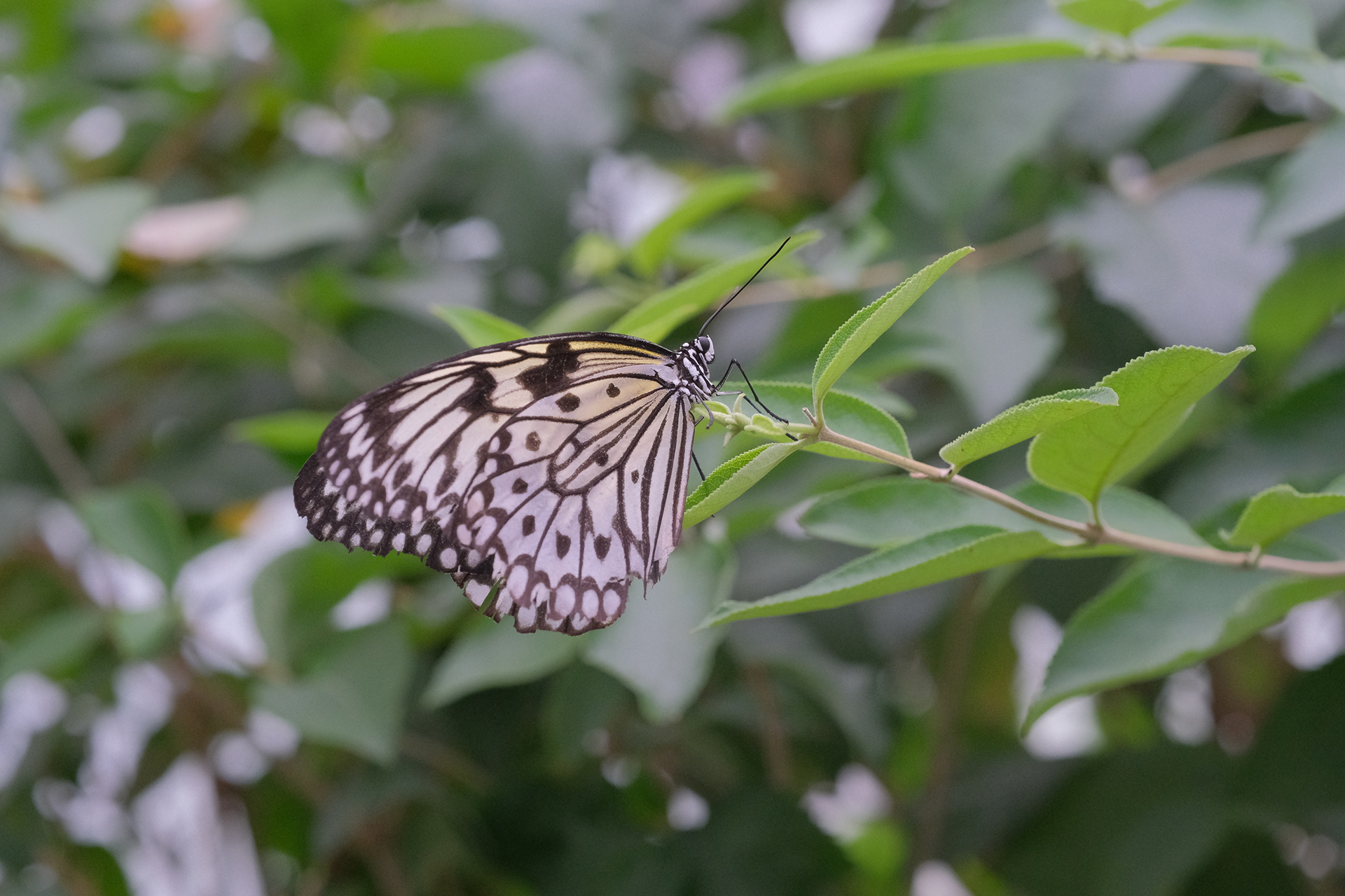 Paper Kite