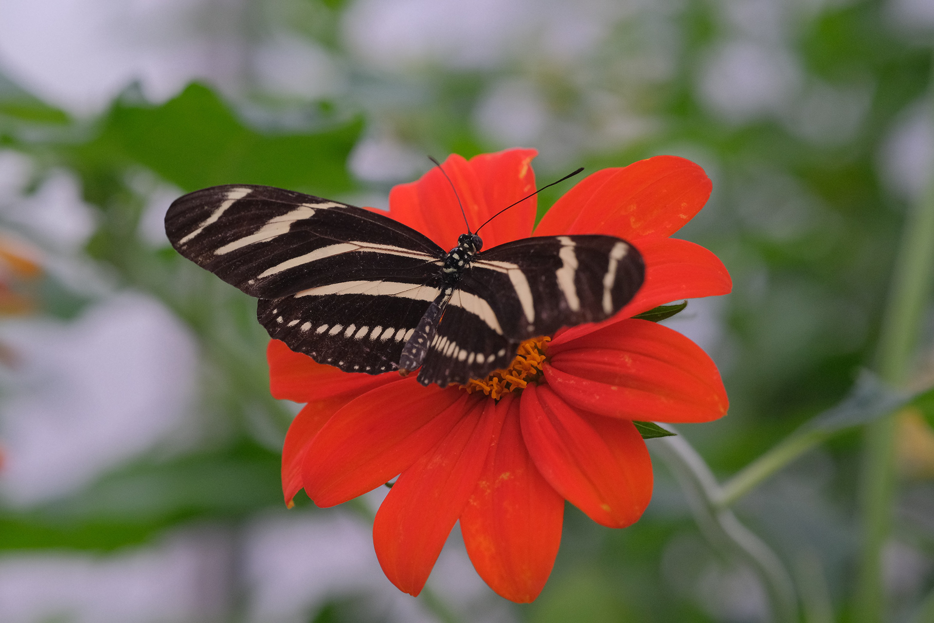 Zebra Longwing