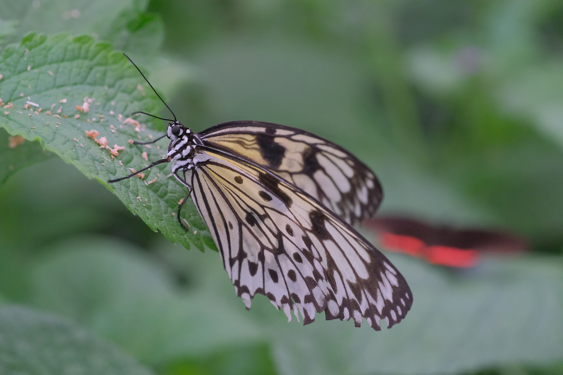 Paper Kite