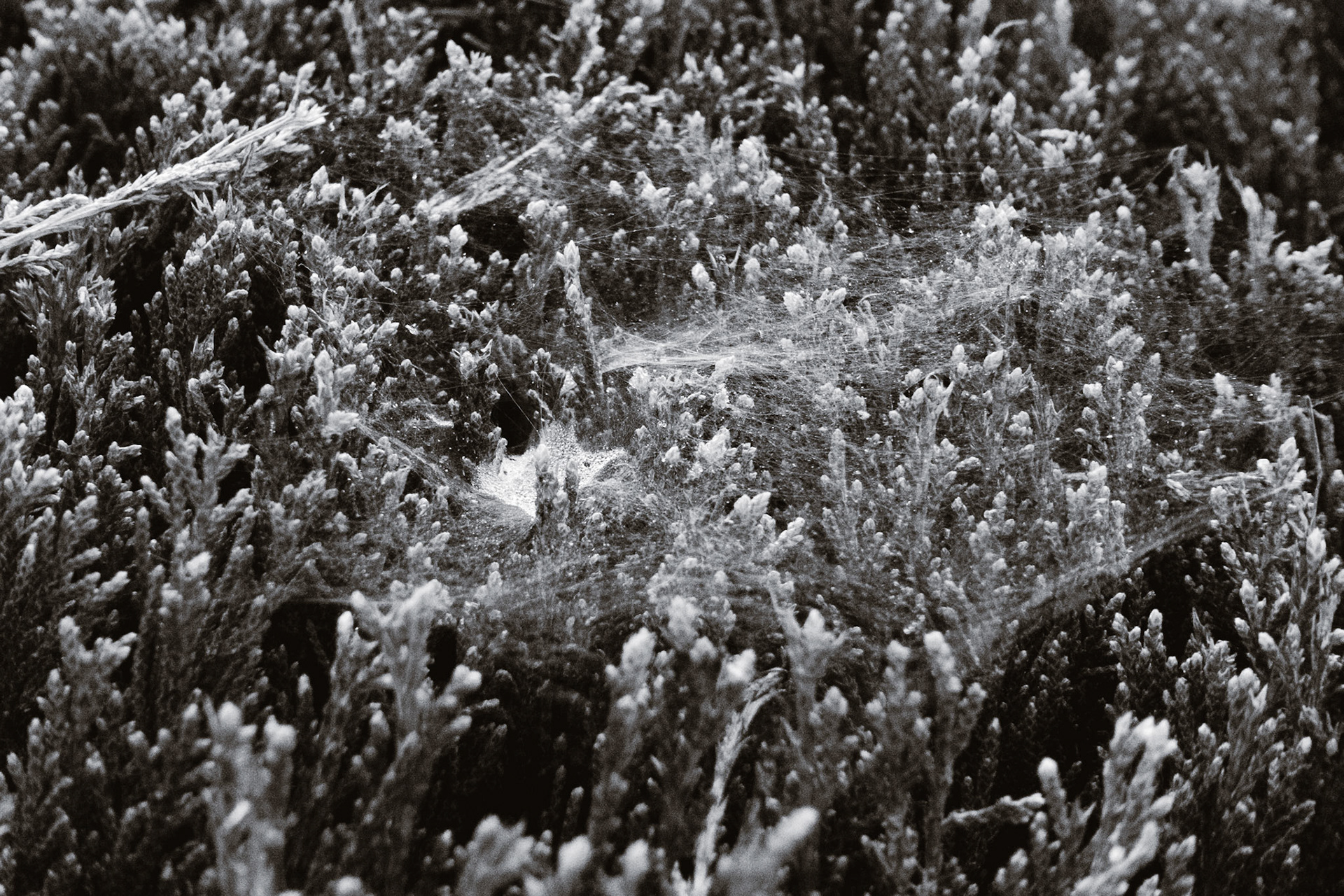 Shot on Sony RX100V in Little Tokyo