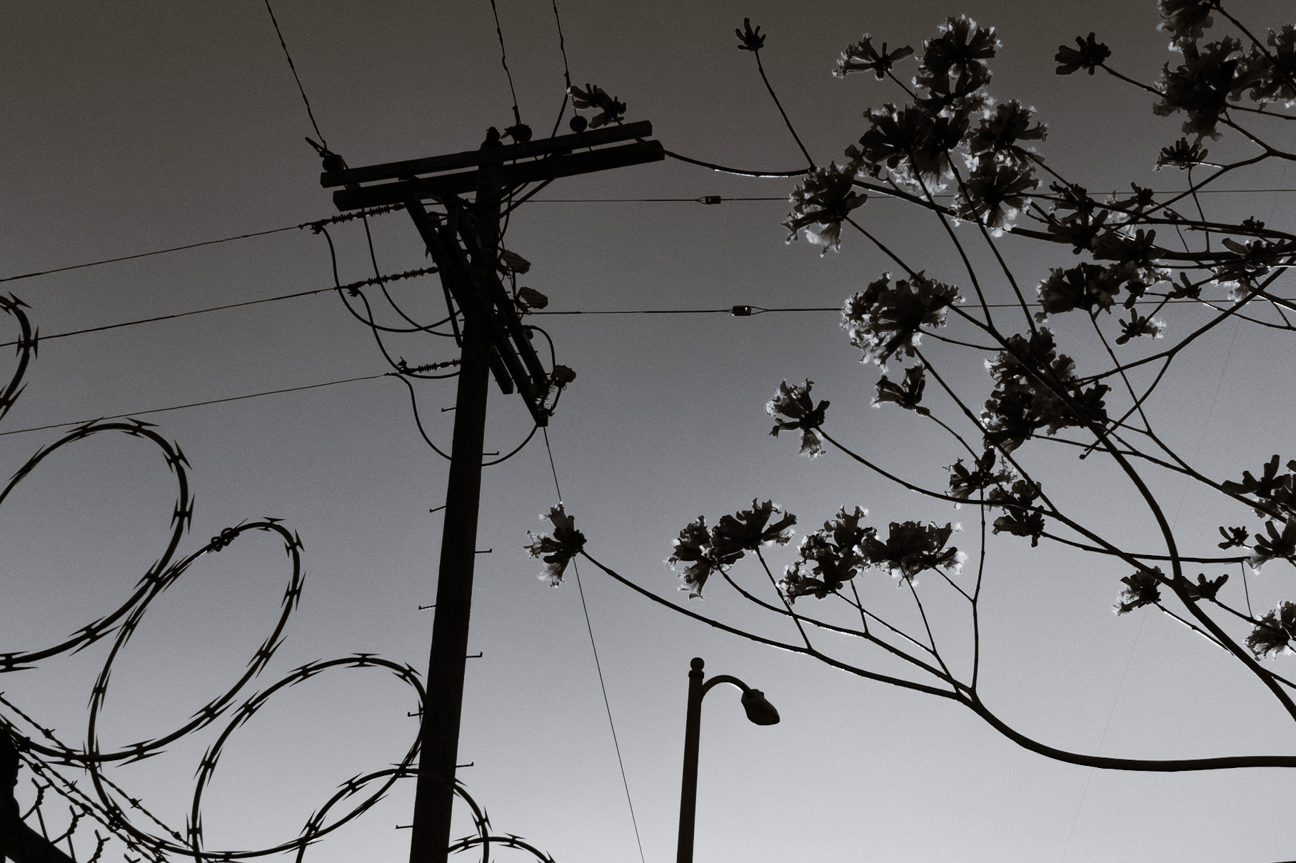 Shot on Sony RX100V in Little Tokyo