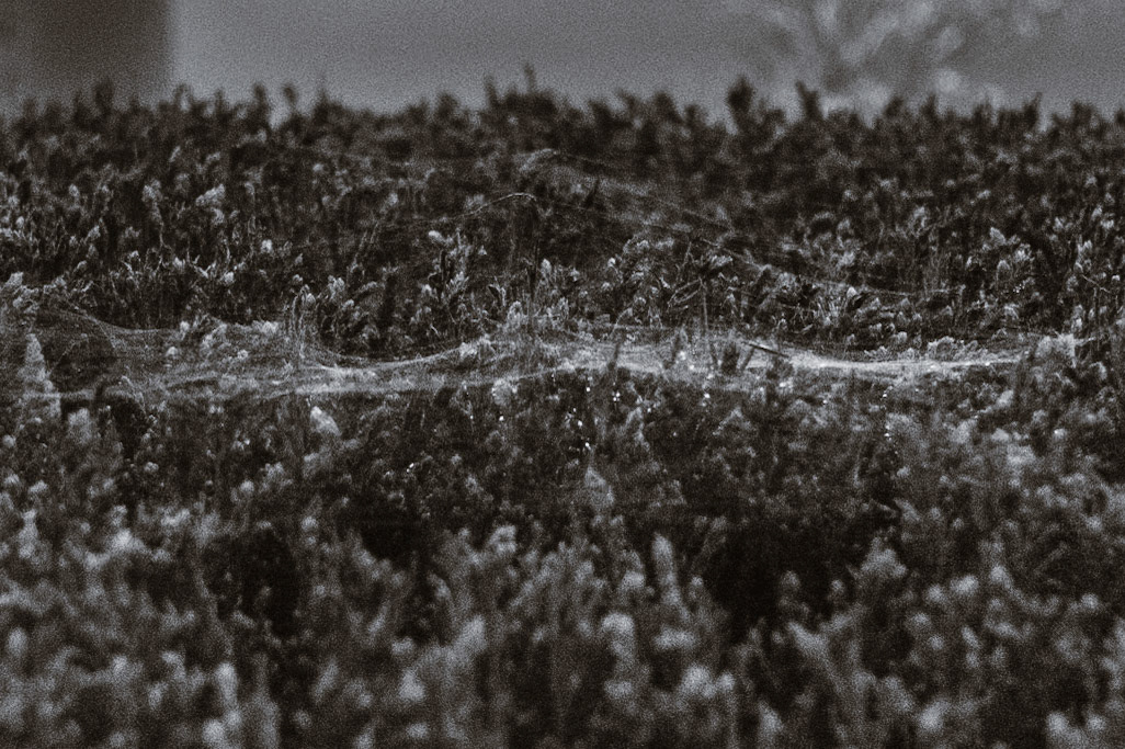 Shot on Sony RX100V in Little Tokyo