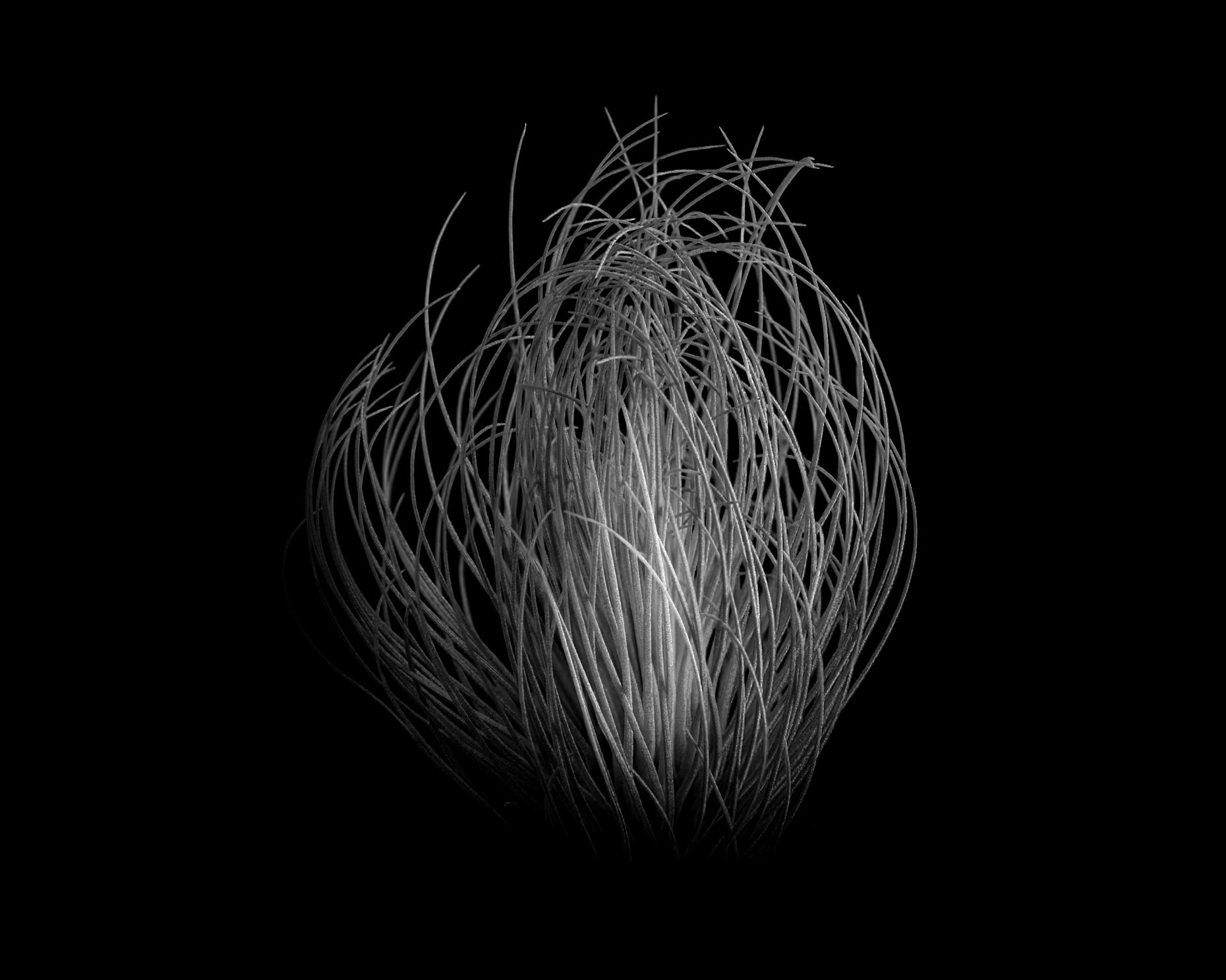 Tillandsia tectorum