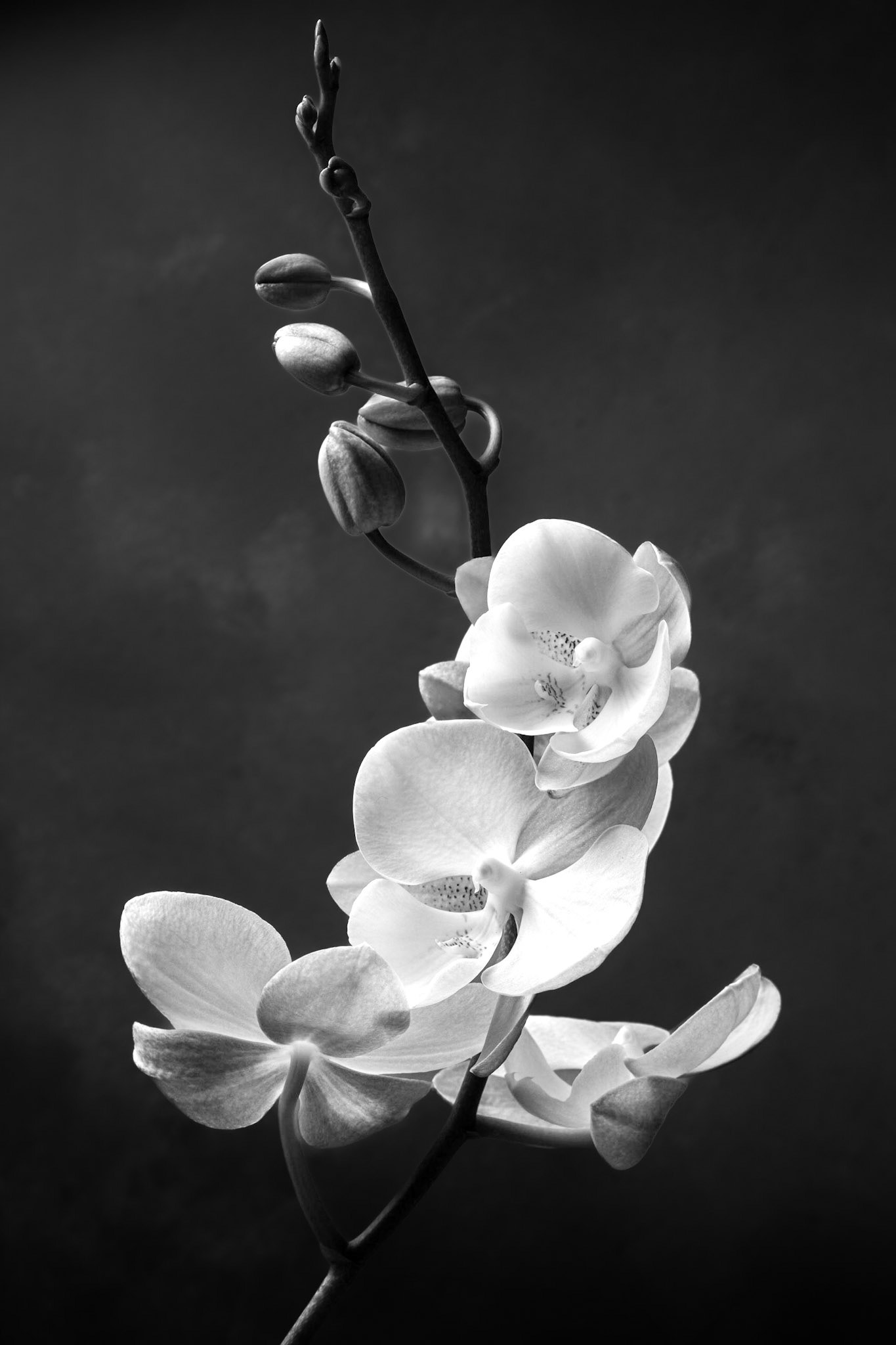 Fujifilm X-T5 + XF50mmF2 R WR at ƒ / 11, ¹⁄₂₅₀ sec, ISO 125.
