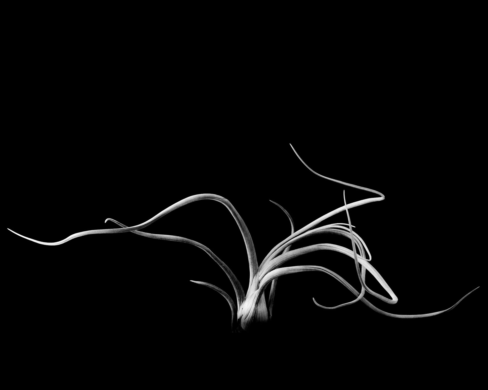 Tillandsia pseudobaileyii