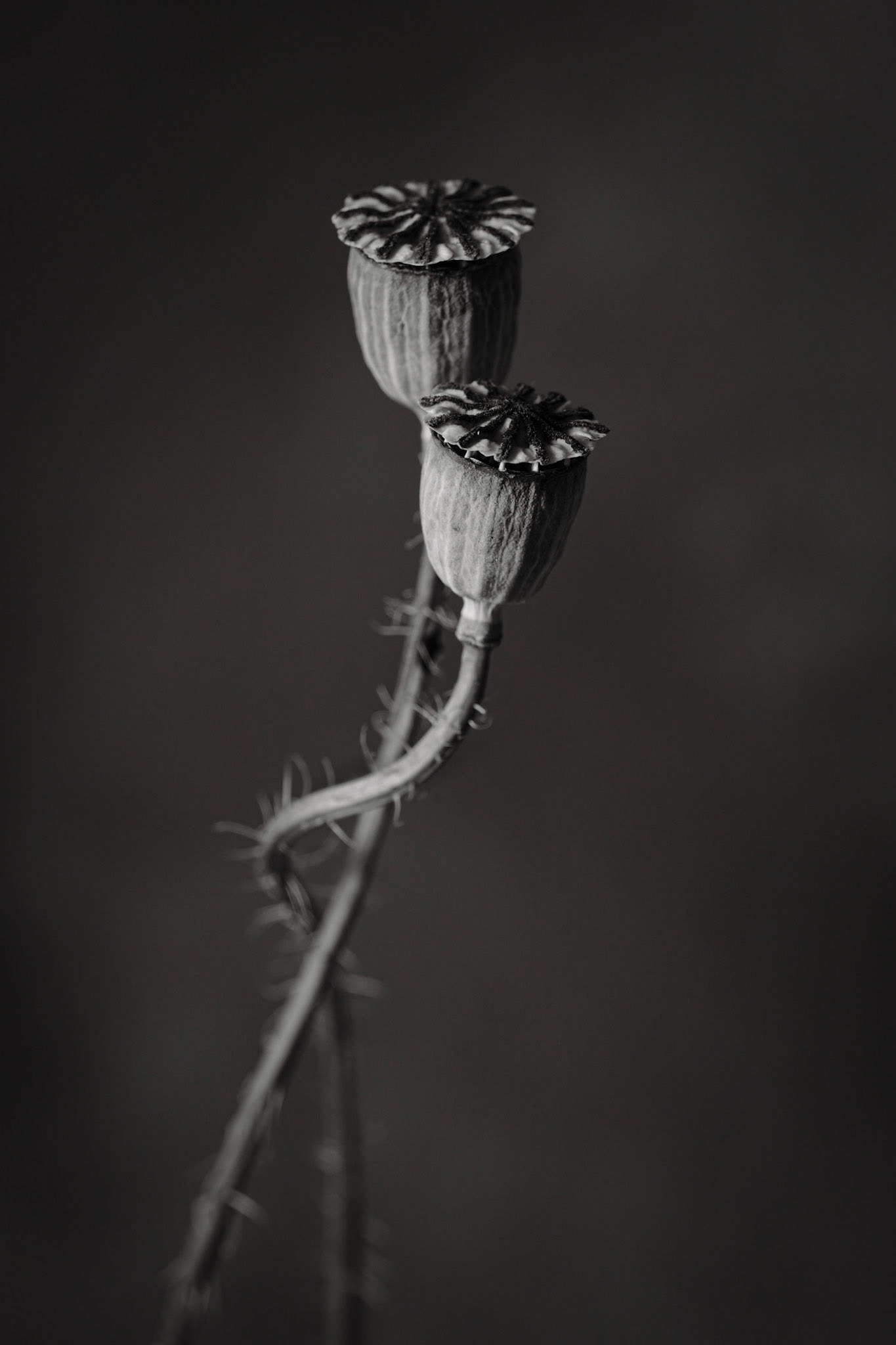 Papaver rhoeas