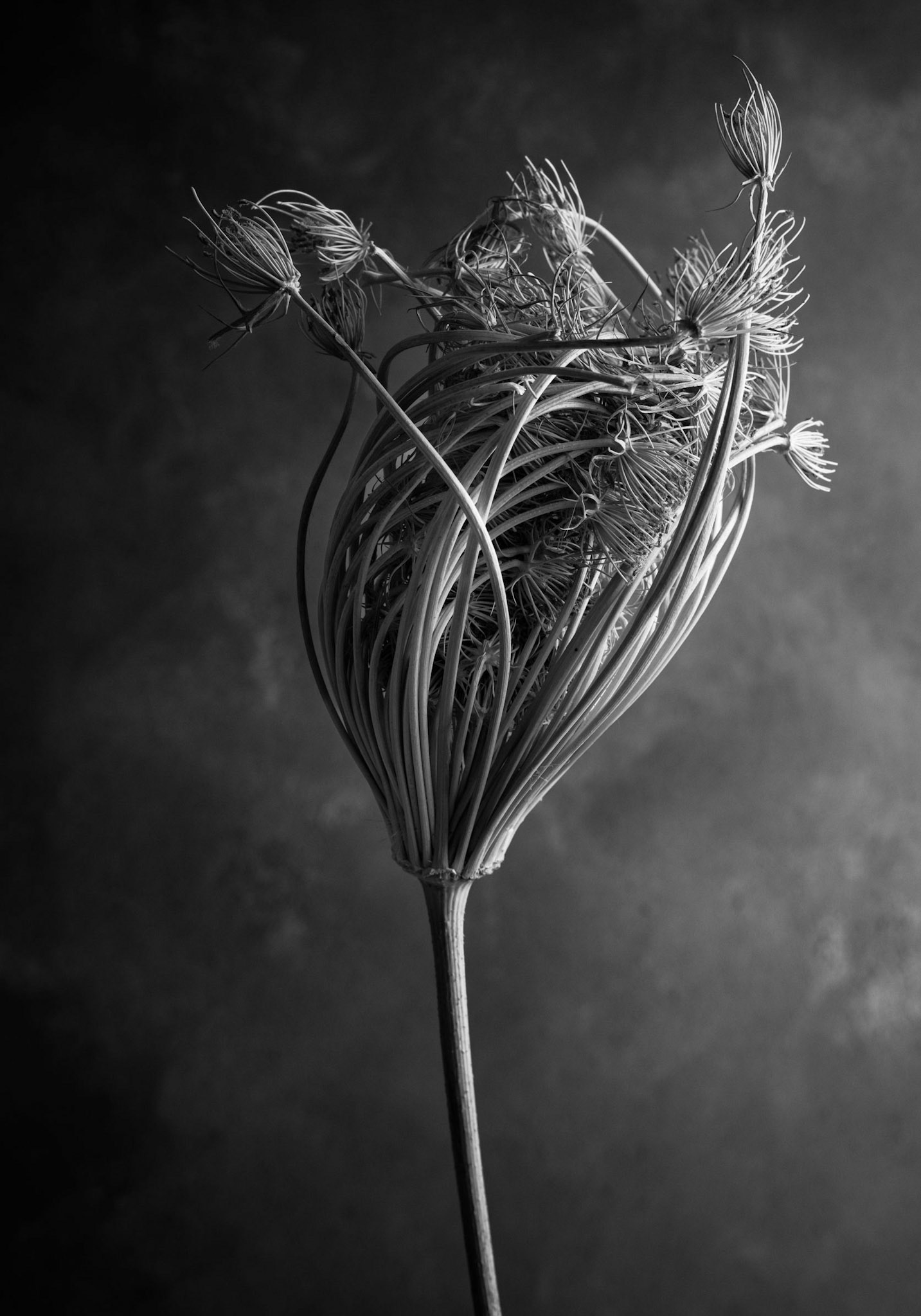 Anethum graveolens 'Mariska'