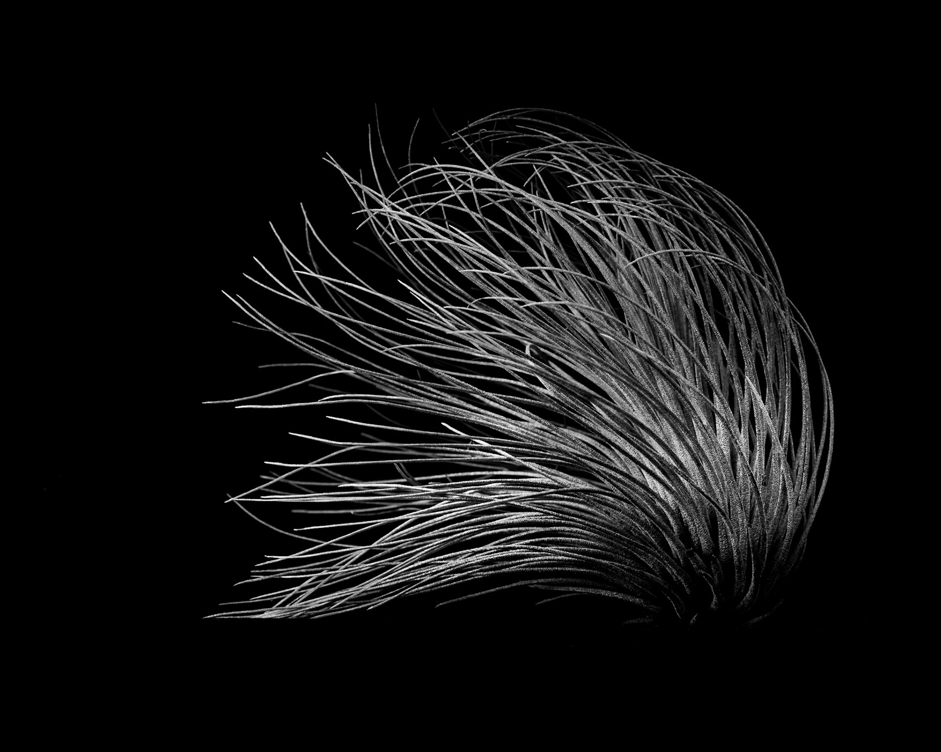 Tillandsia tectorum