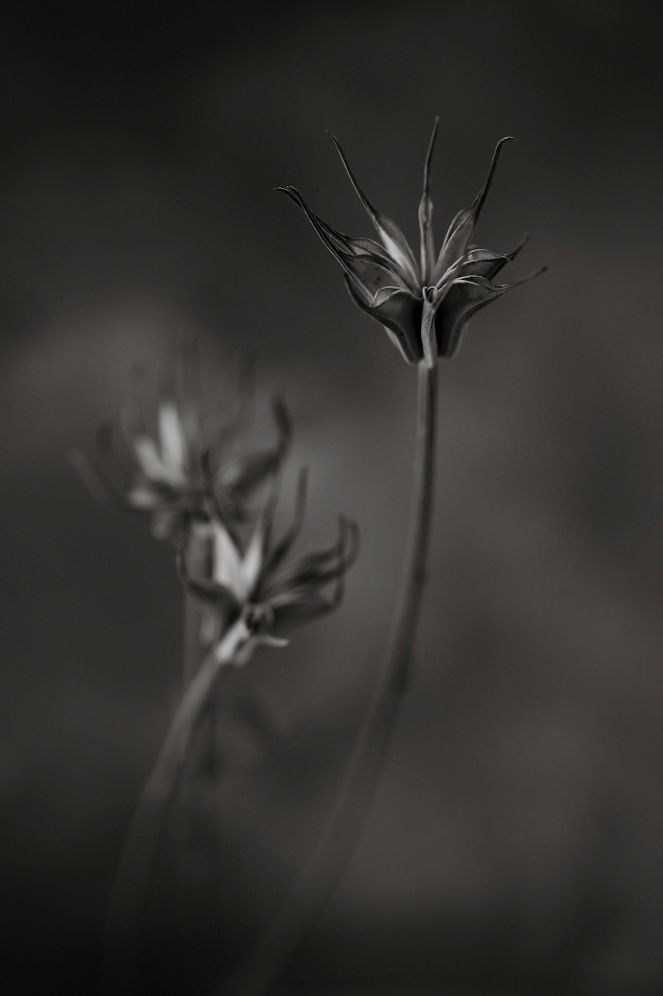 Nigella orentalis