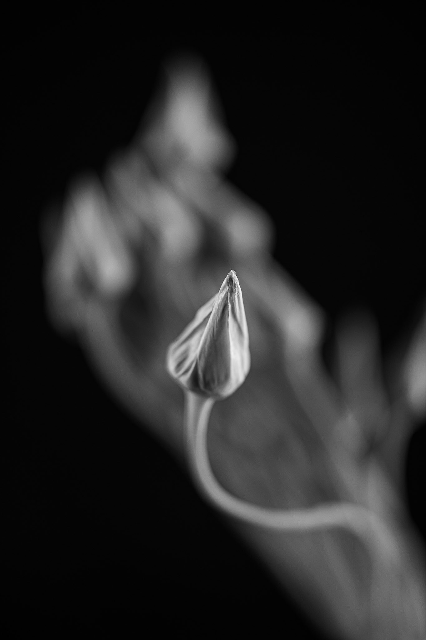 Nectaroscordum siculum