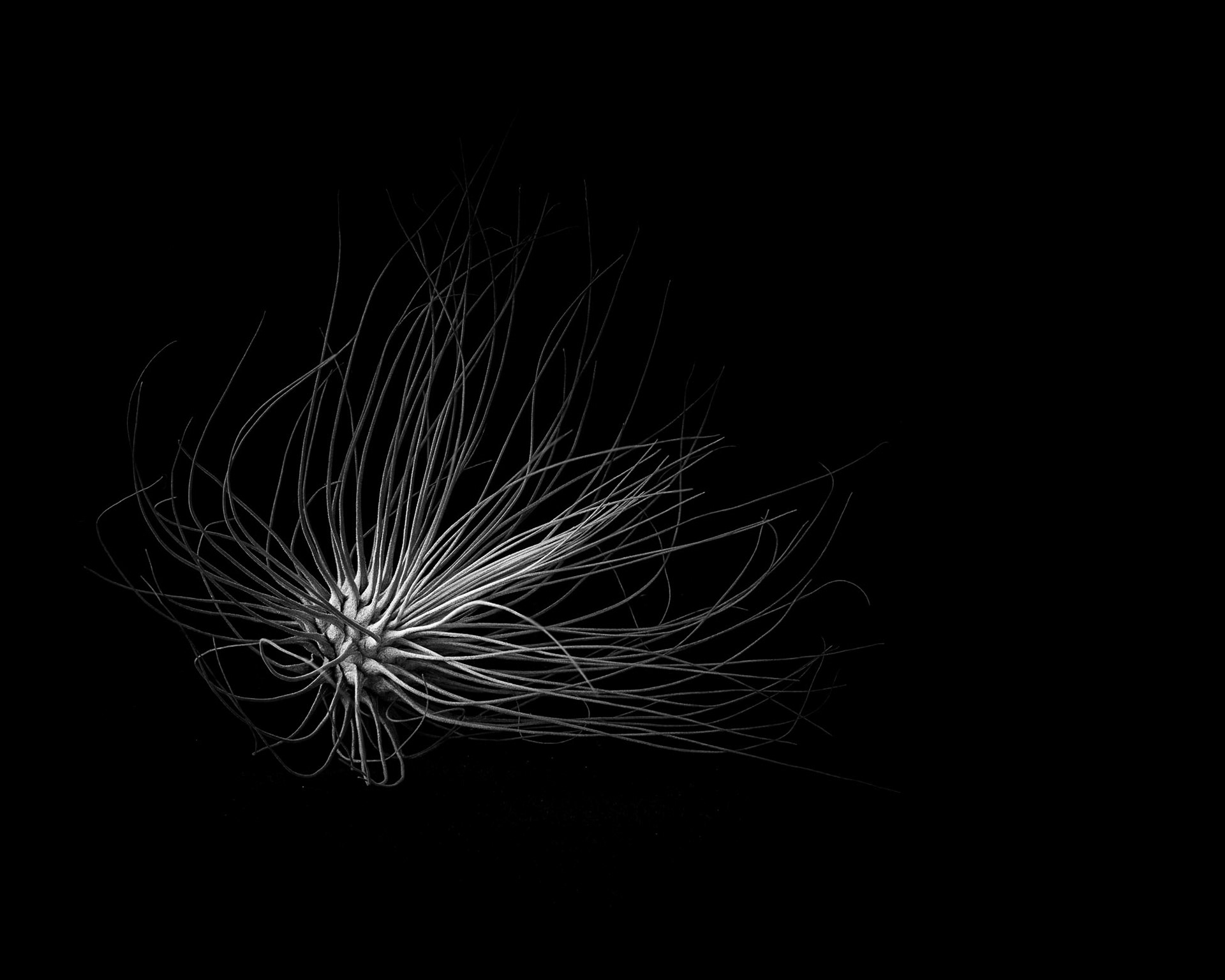 Tillandsia filifolia, 2019