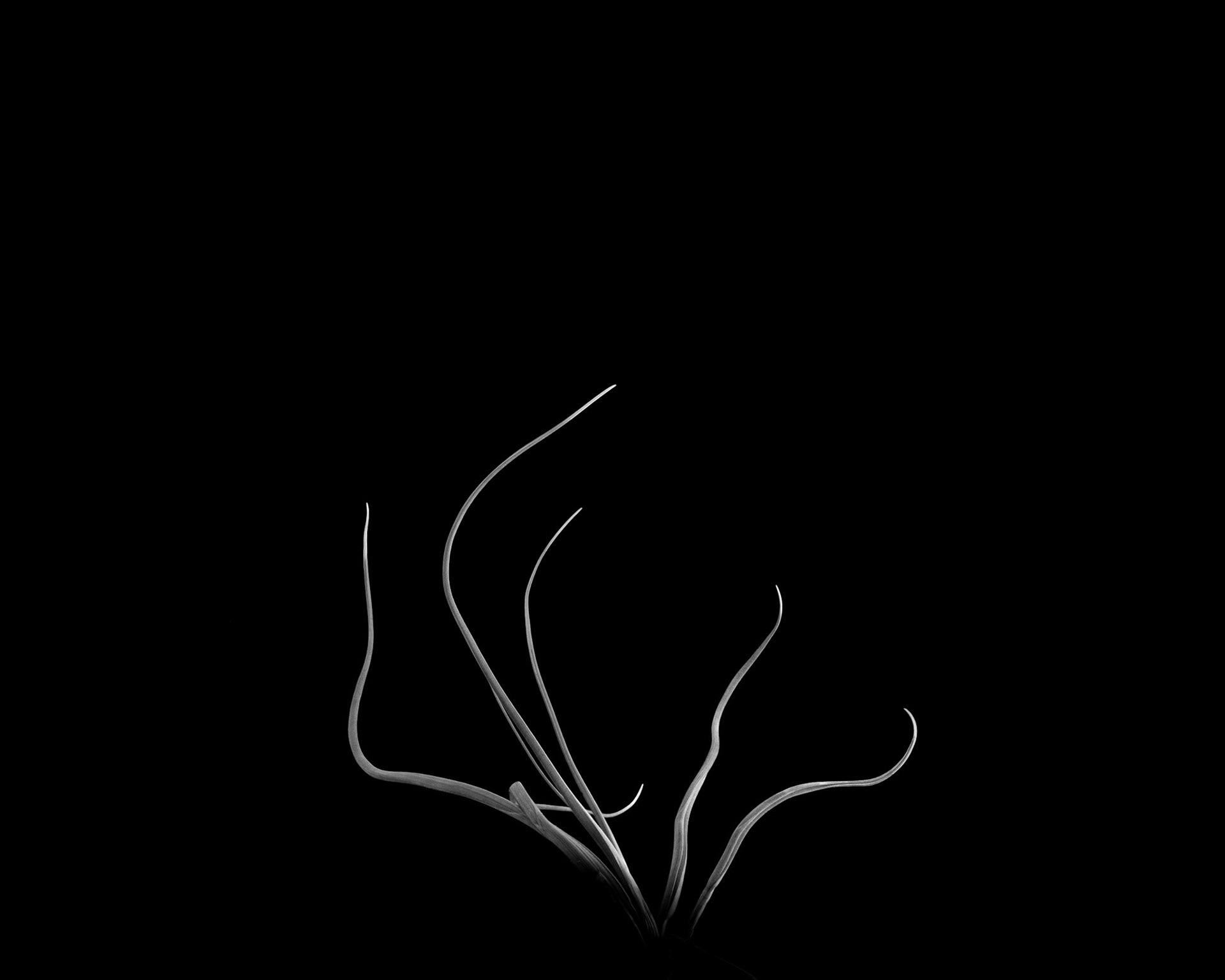 Tillandsia pseudobaileyii, 2019