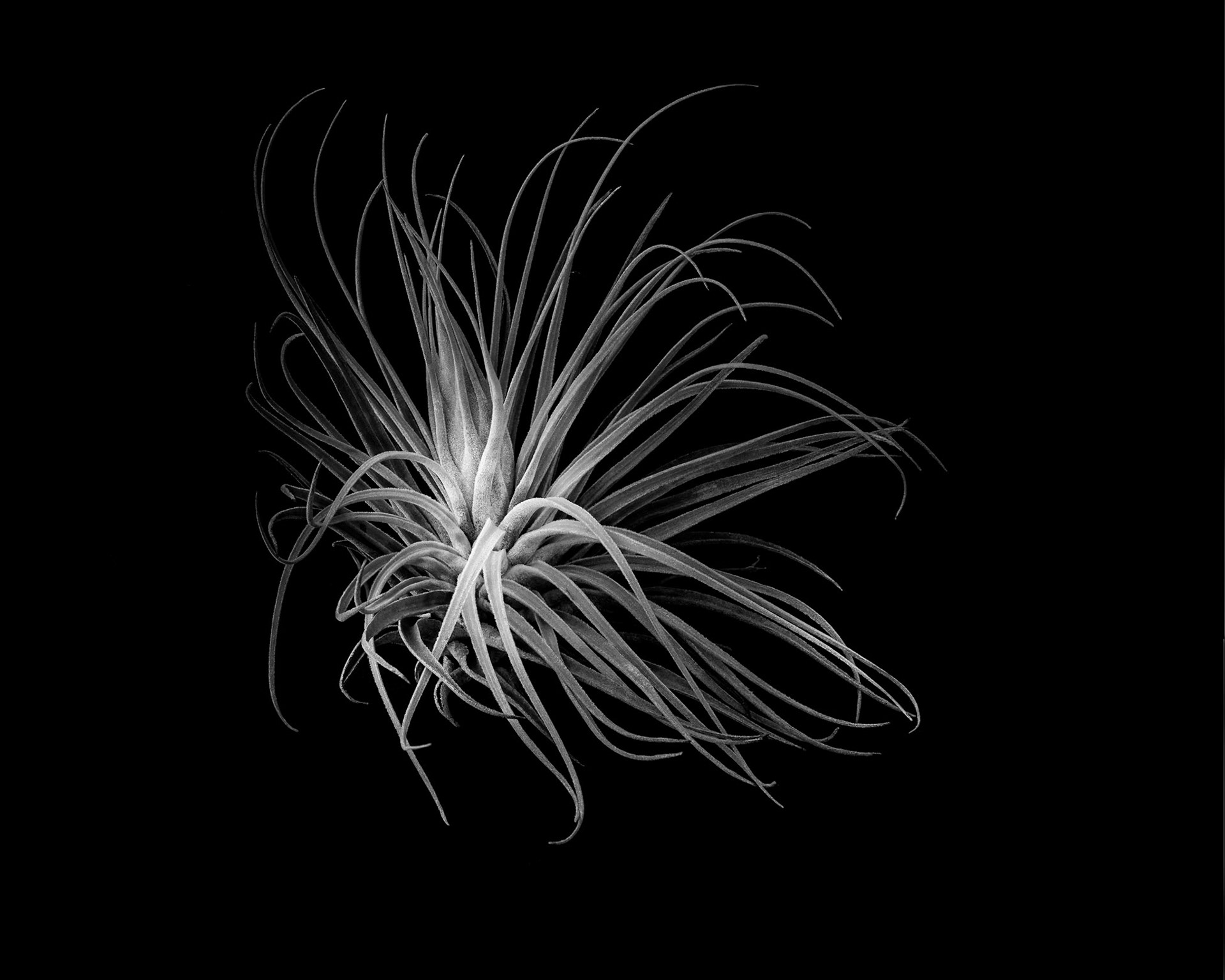 Tillandsia velickiana