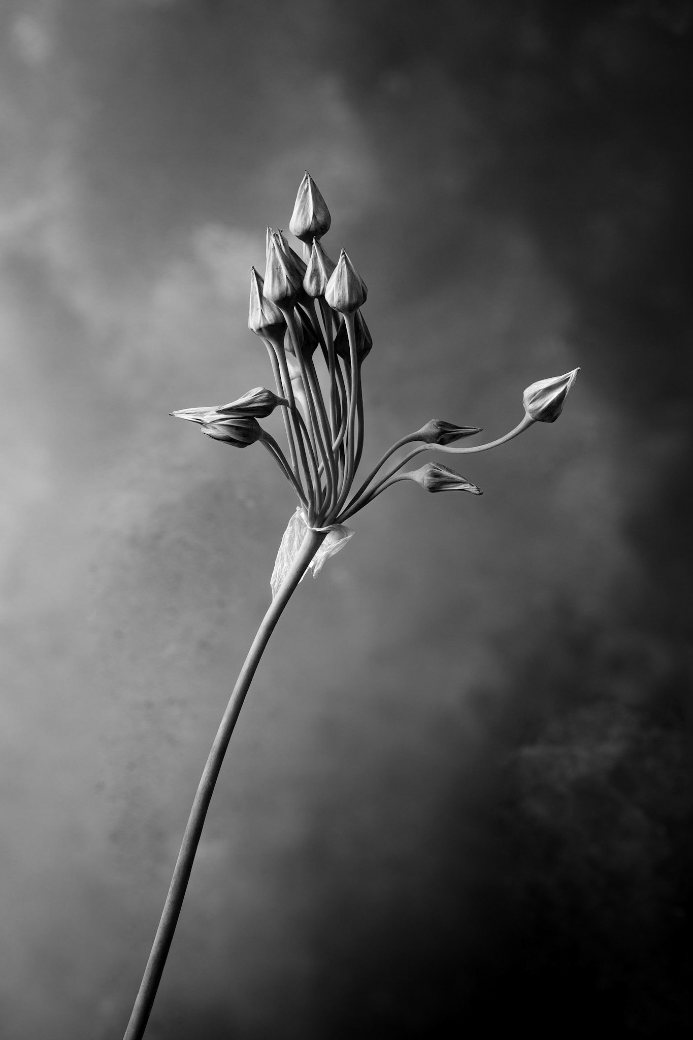 Nectaroscordum siculum