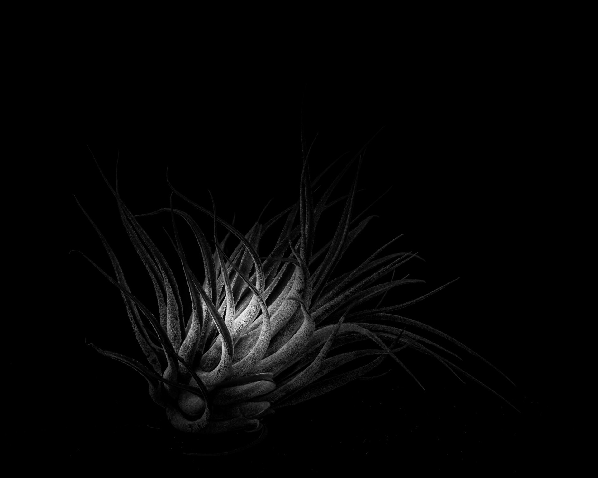 Tillandsia ionantha