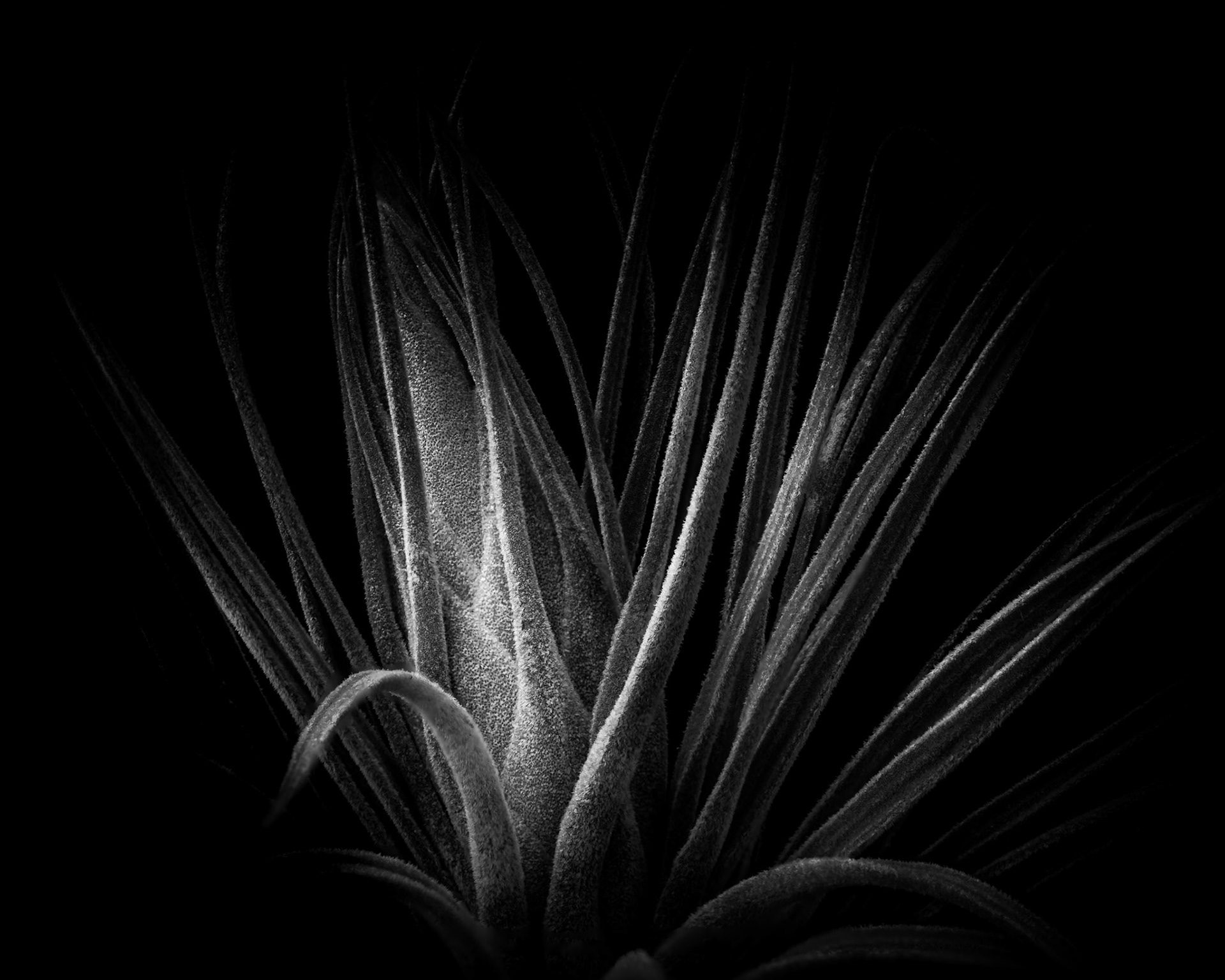 Tillandsia velickiana