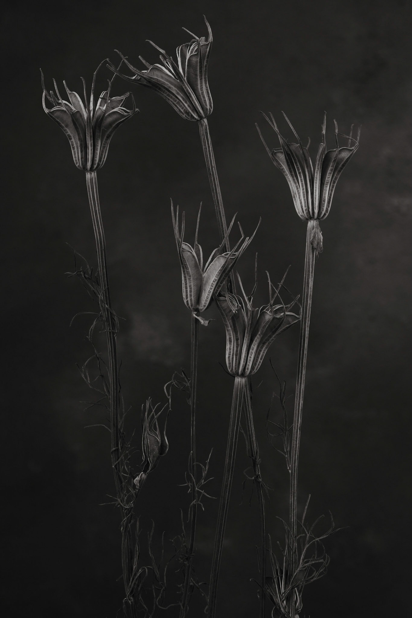 Nigella orentalis