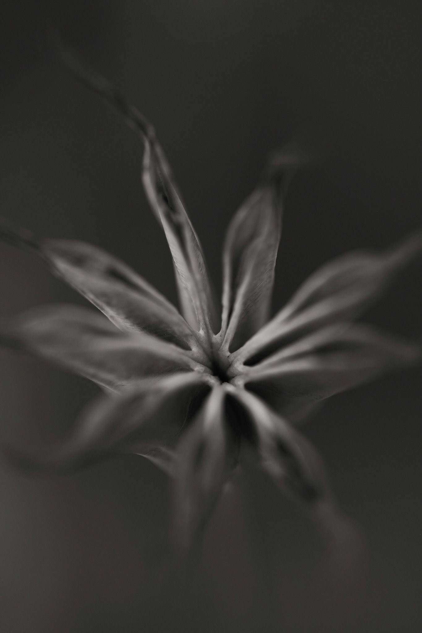 Nigella orentalis