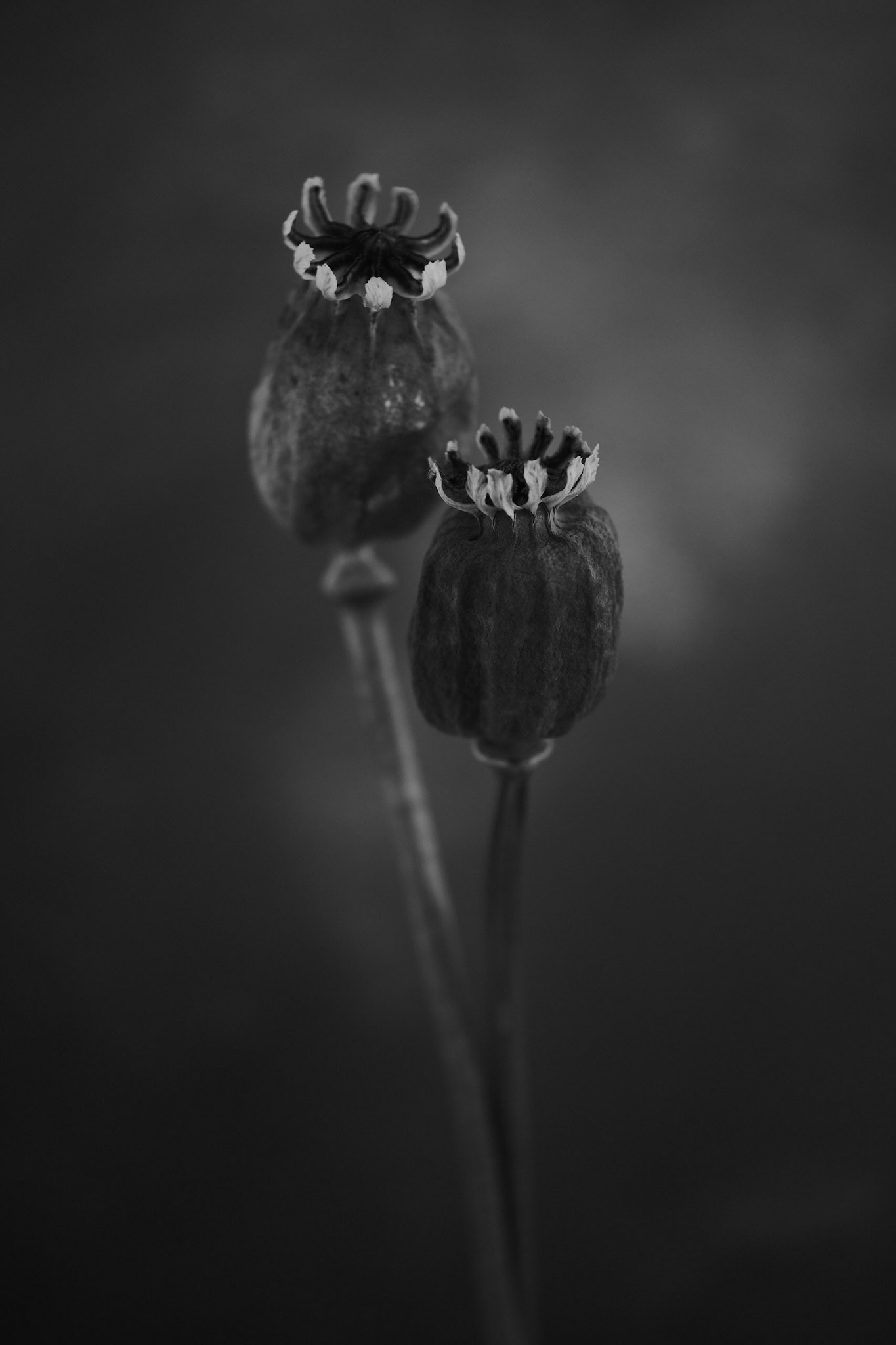 Papaver somniferum