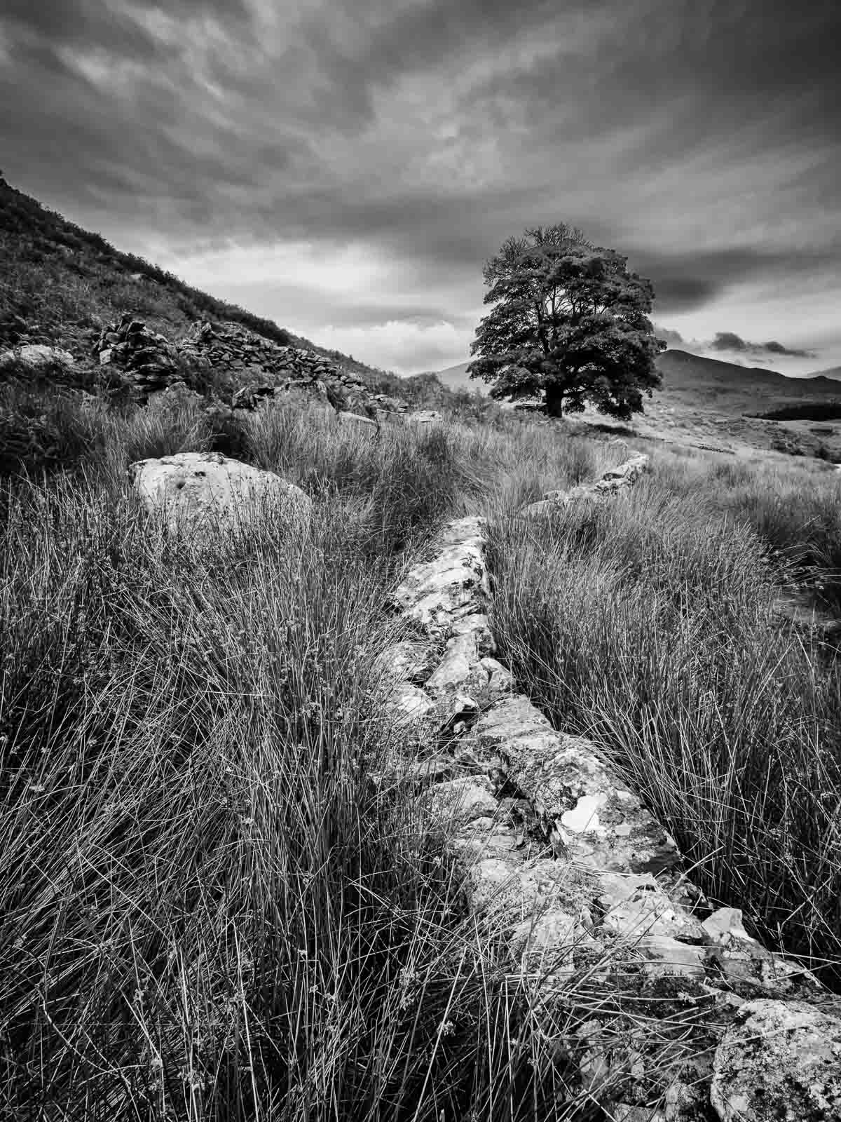 Llyn y Dywarchen, Betws-y-Coed