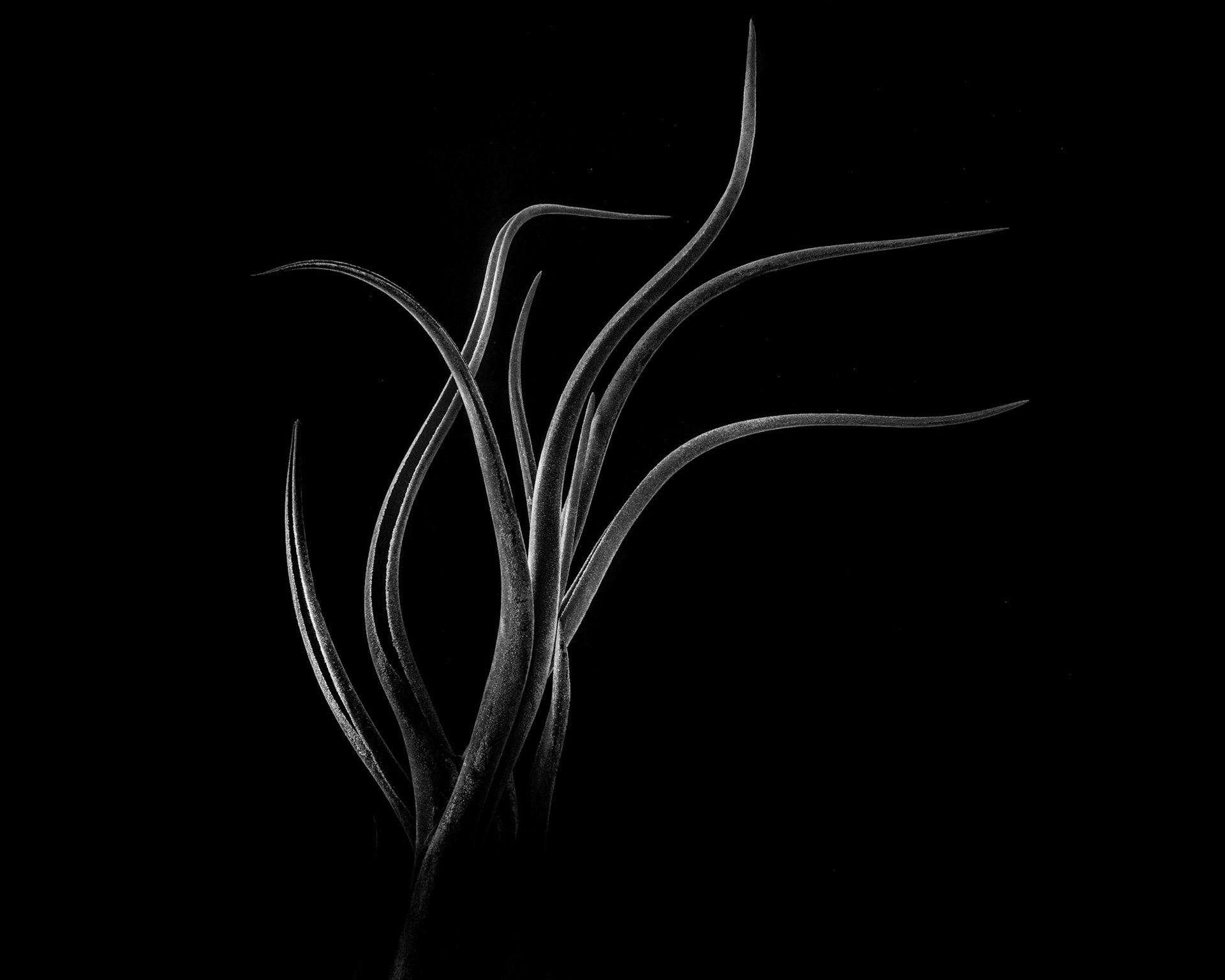 Tillandsia caput-medusae, 2019